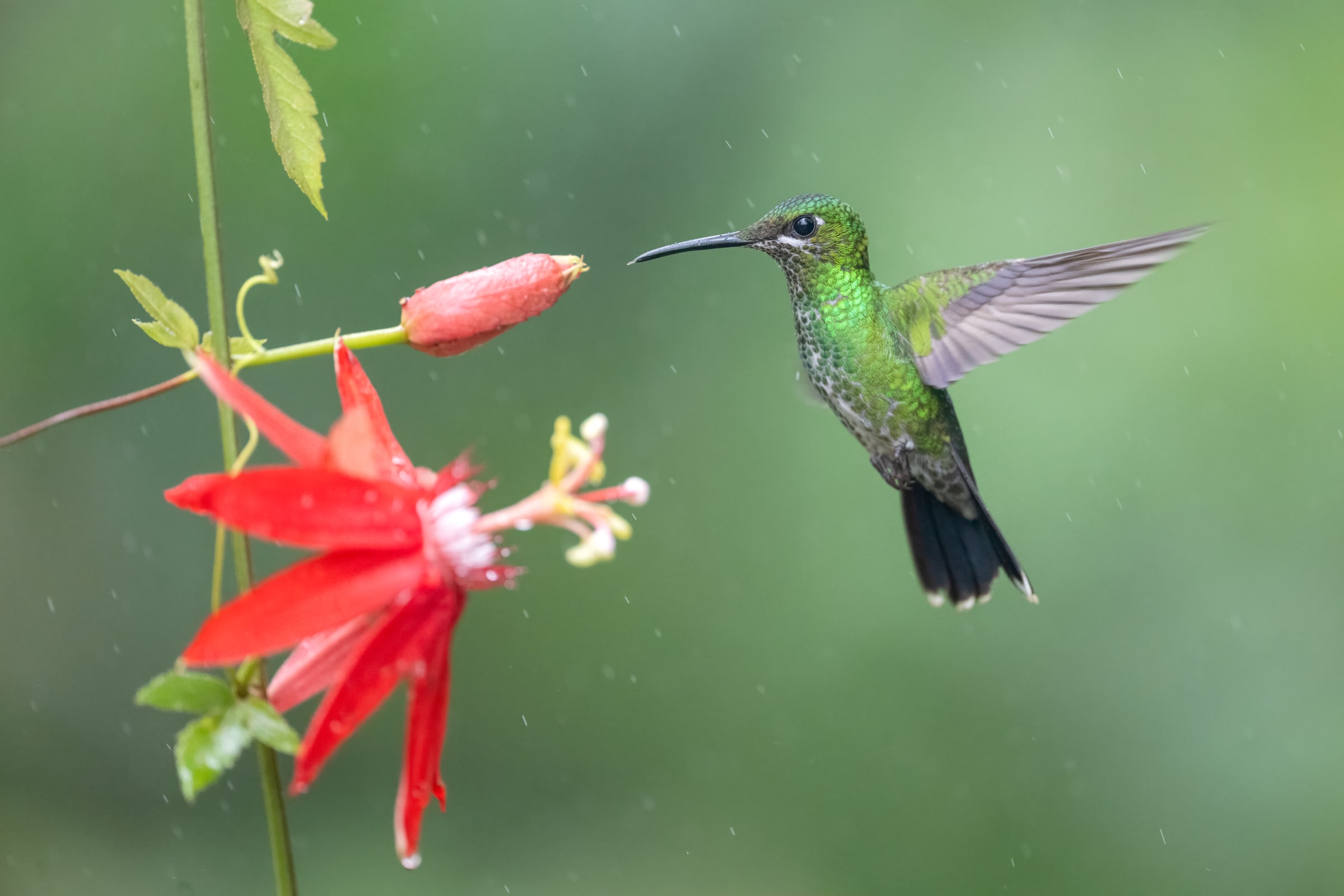 Green-crowned Brilliant hovering beside a red flower in Costa Rica