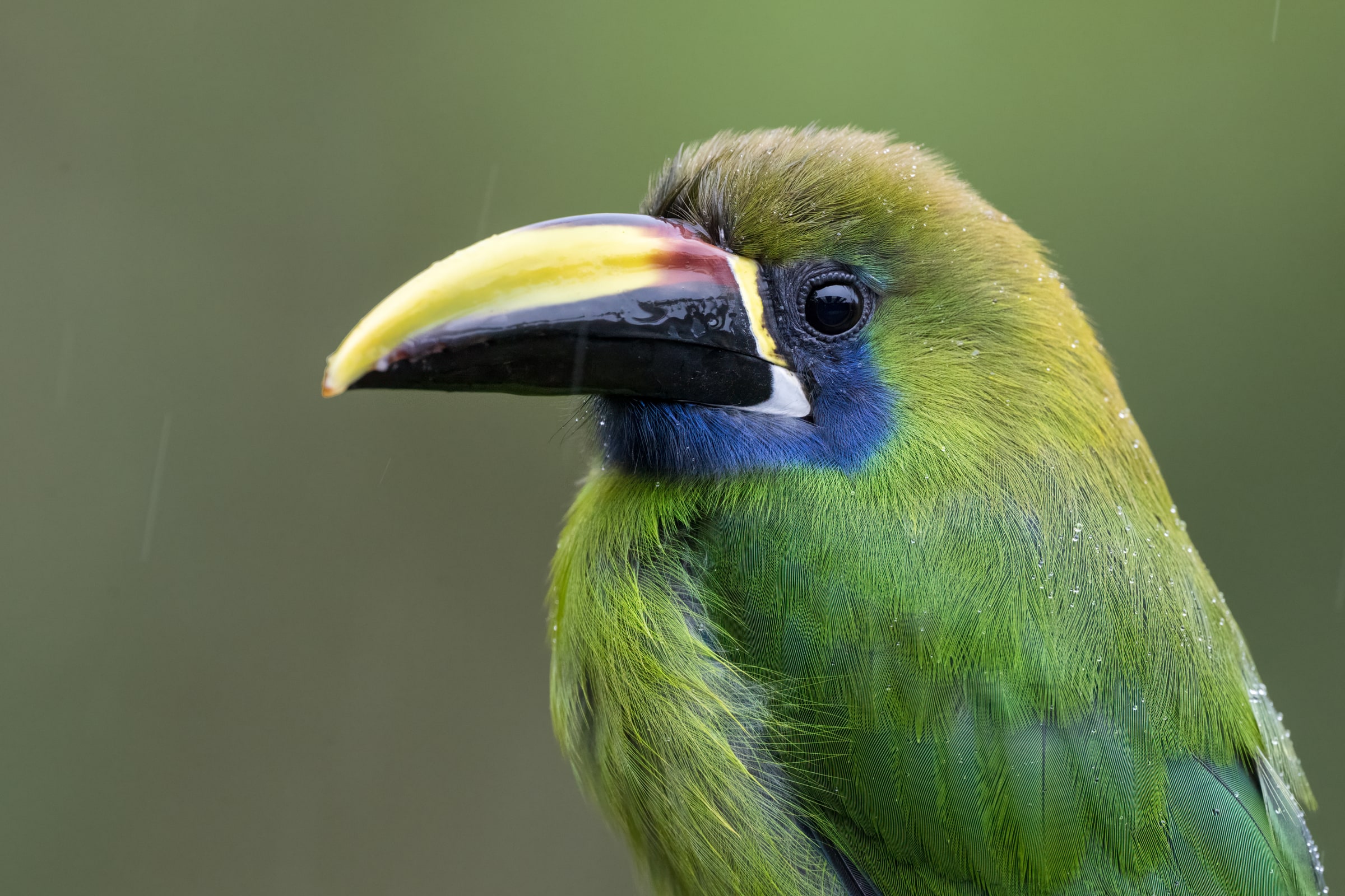 Northern Emerald-Toucanet close-up in rain in Costa Rica