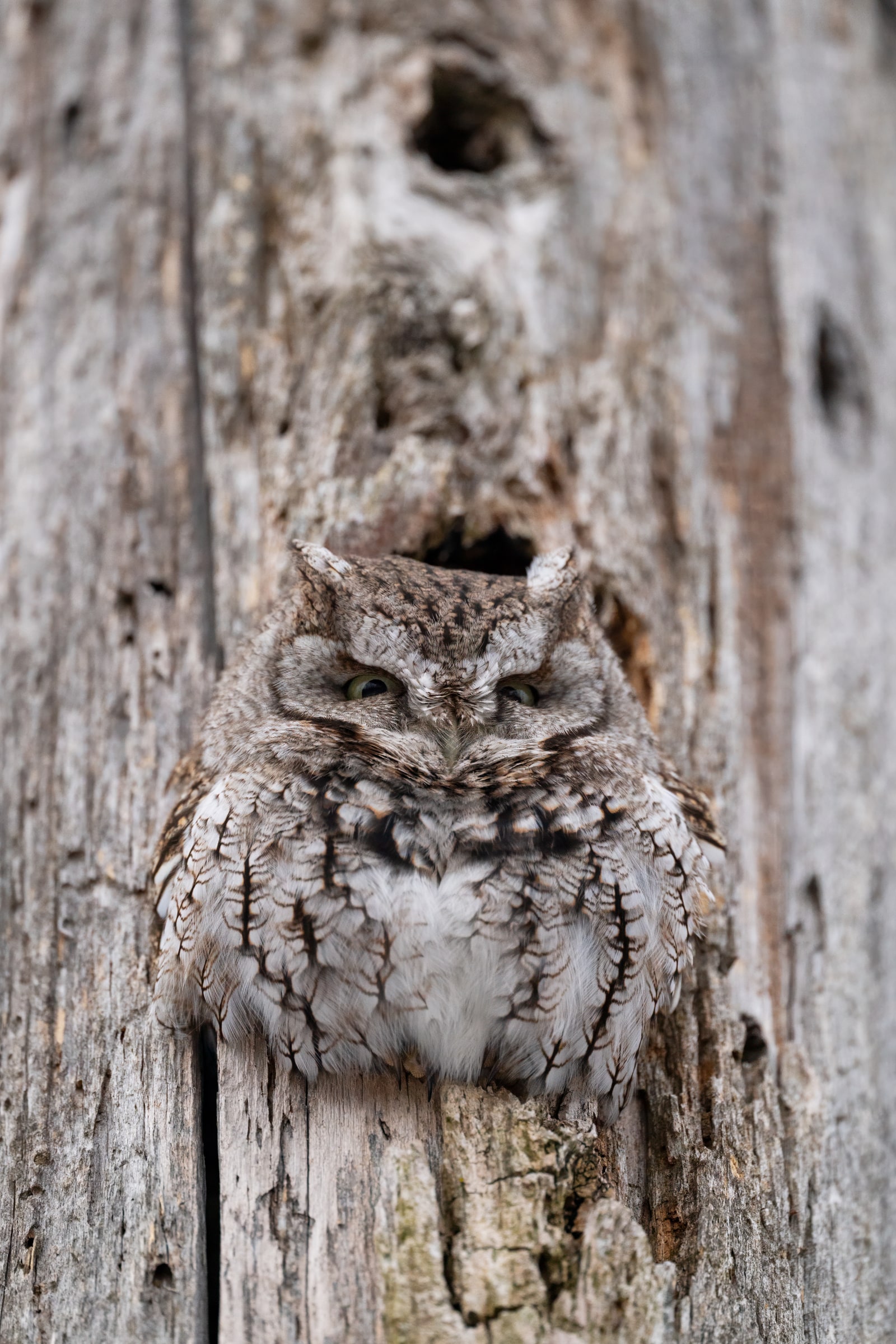 Eastern Screech-Owl camouflaged against a tree trunk in Canada