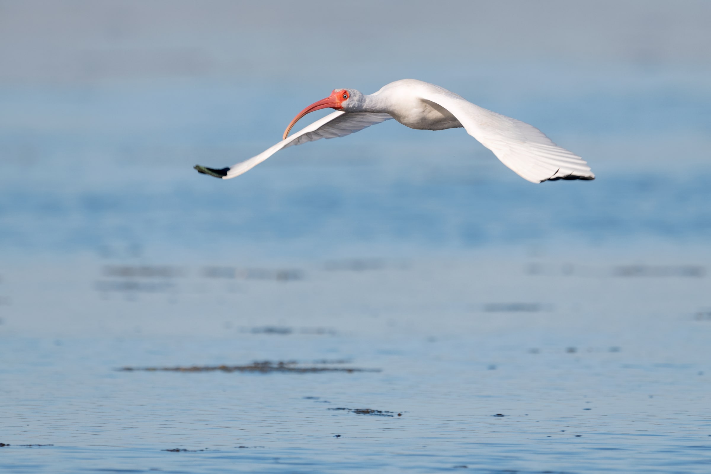 White Ibis flying low over water with prey in Florida