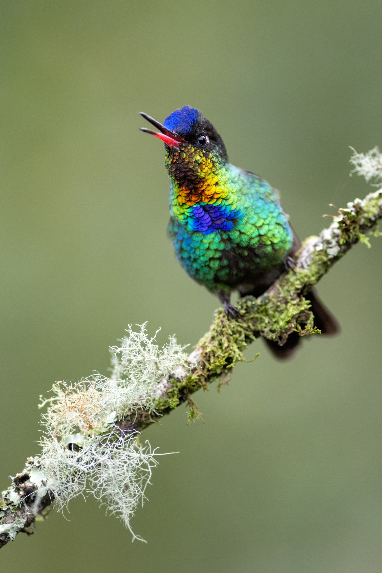 Fiery-throated Hummingbird calling from a lichen-covered branch in Costa Rica