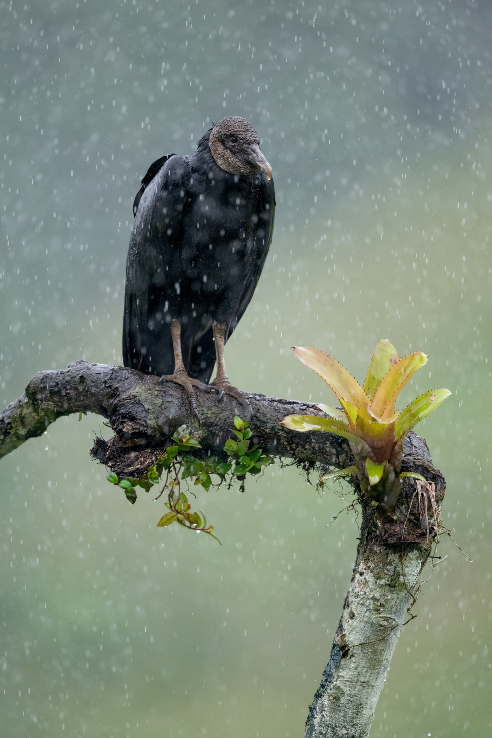 Black Vulture perched on a branch in rain in Costa Rica