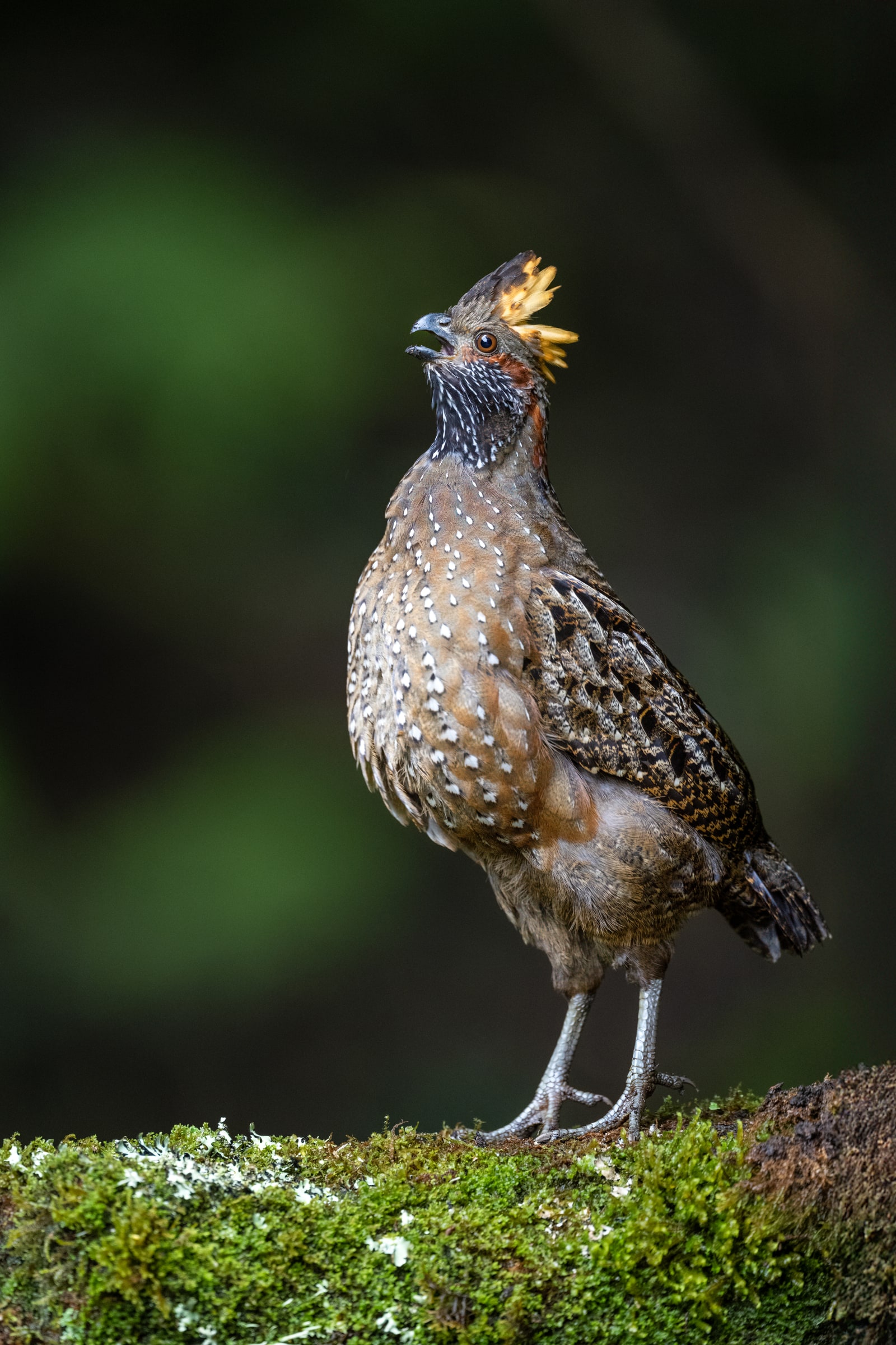 Spotted Wood-Quail standing on a mossy log in Costa Rica