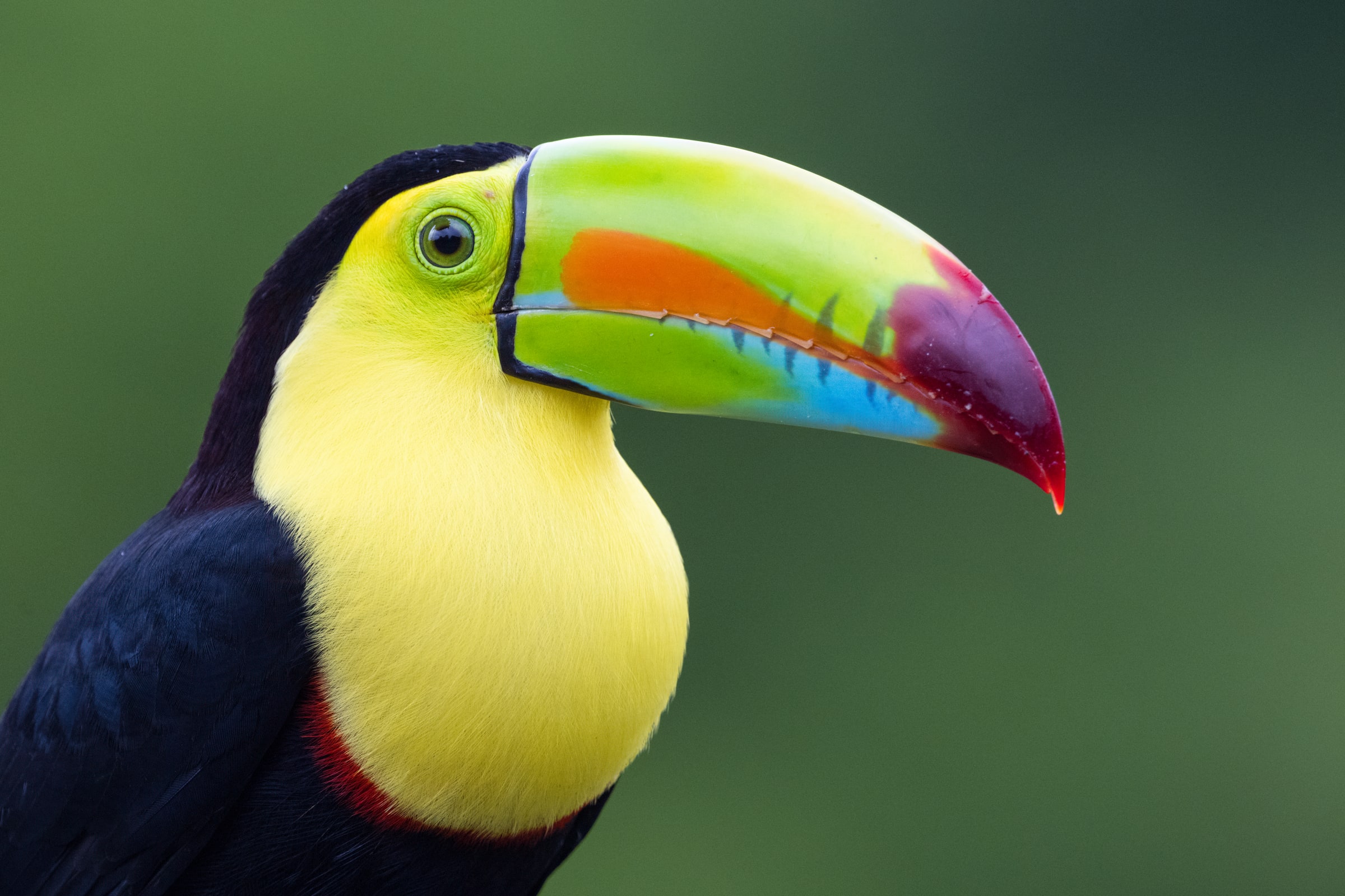 Keel-billed Toucan close-up in Costa Rica