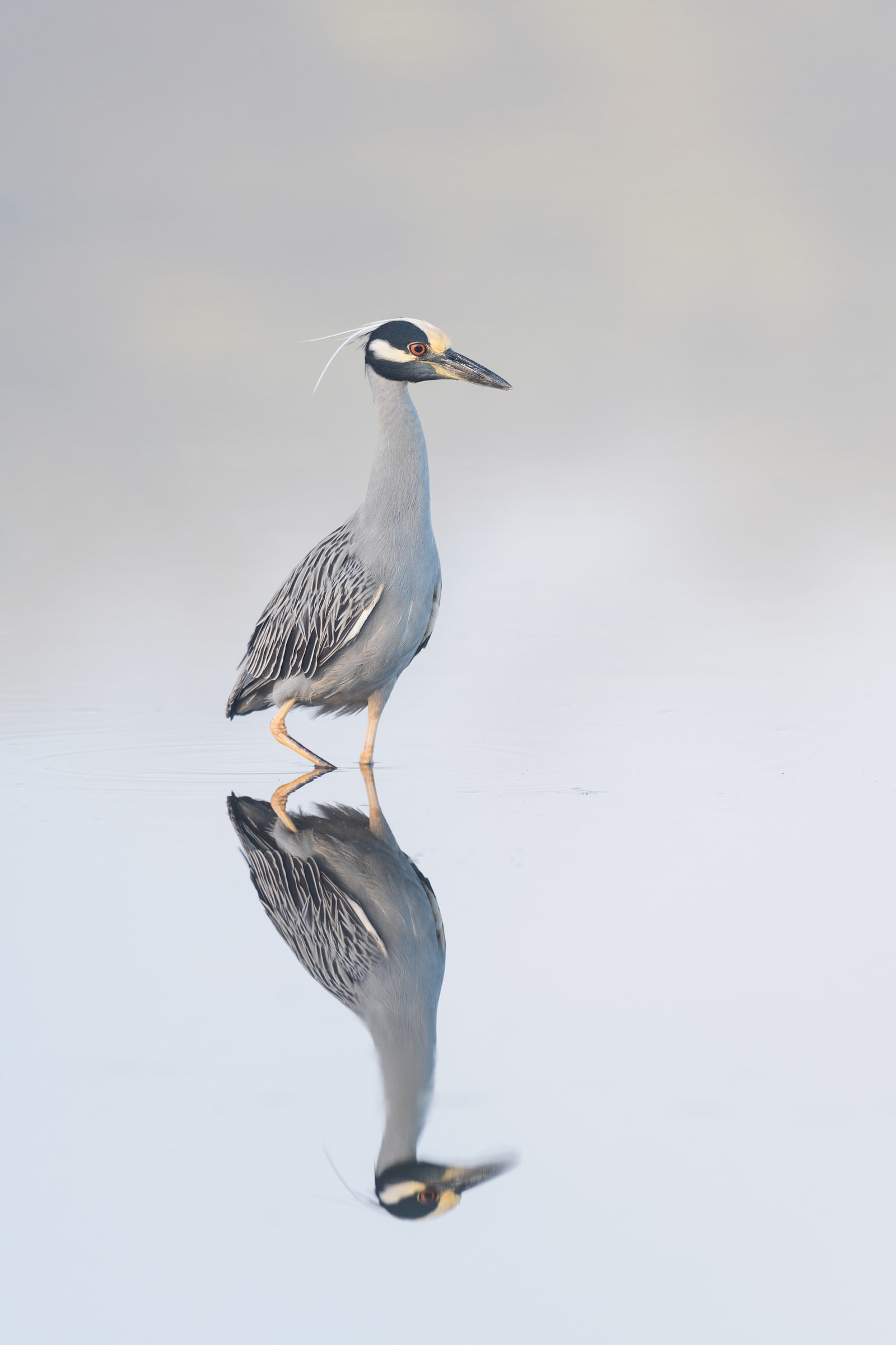Yellow-crowned Night-Heron standing in shallow water with a reflection in Florida