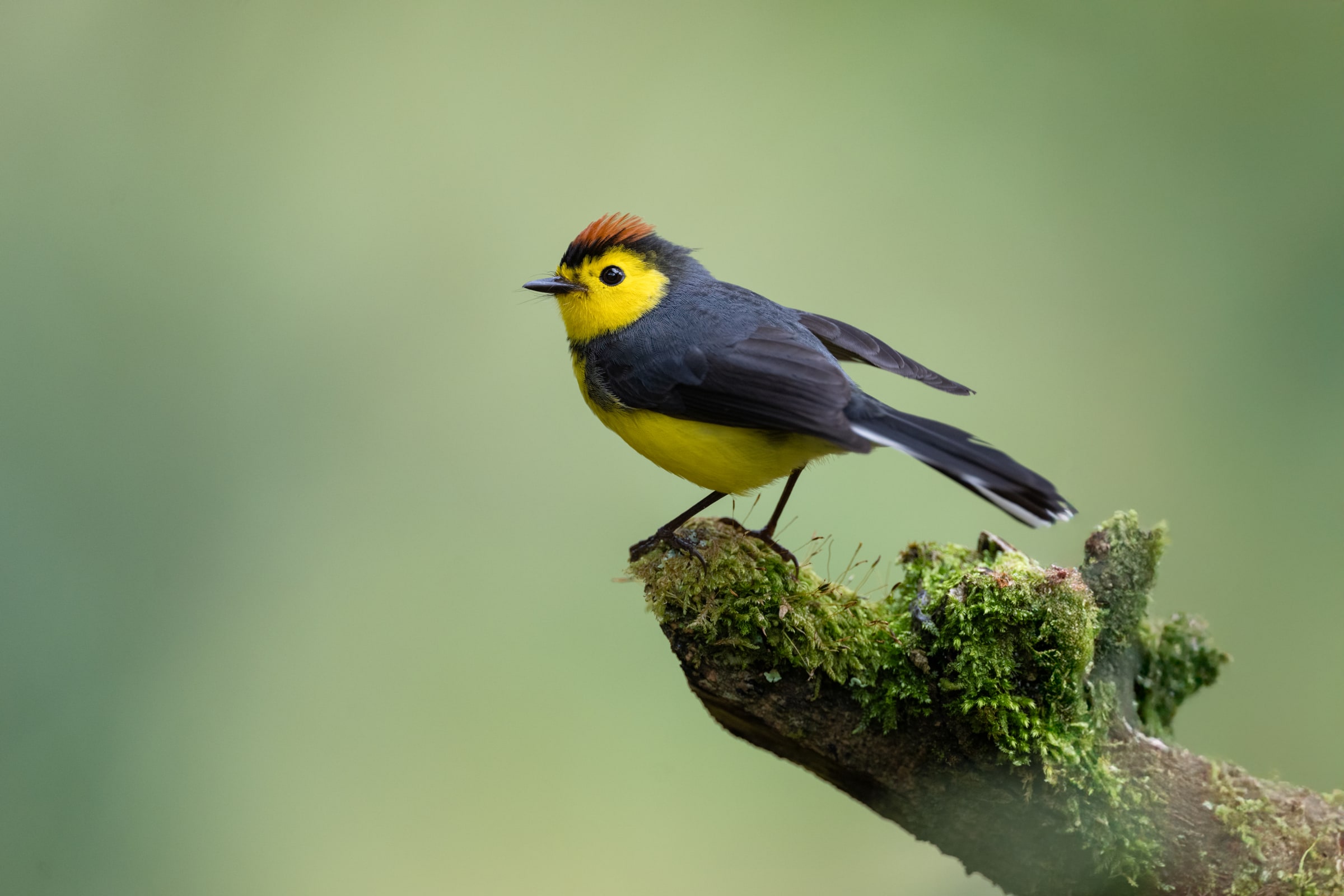 Collared Redstart perched on a mossy branch in Costa Rica