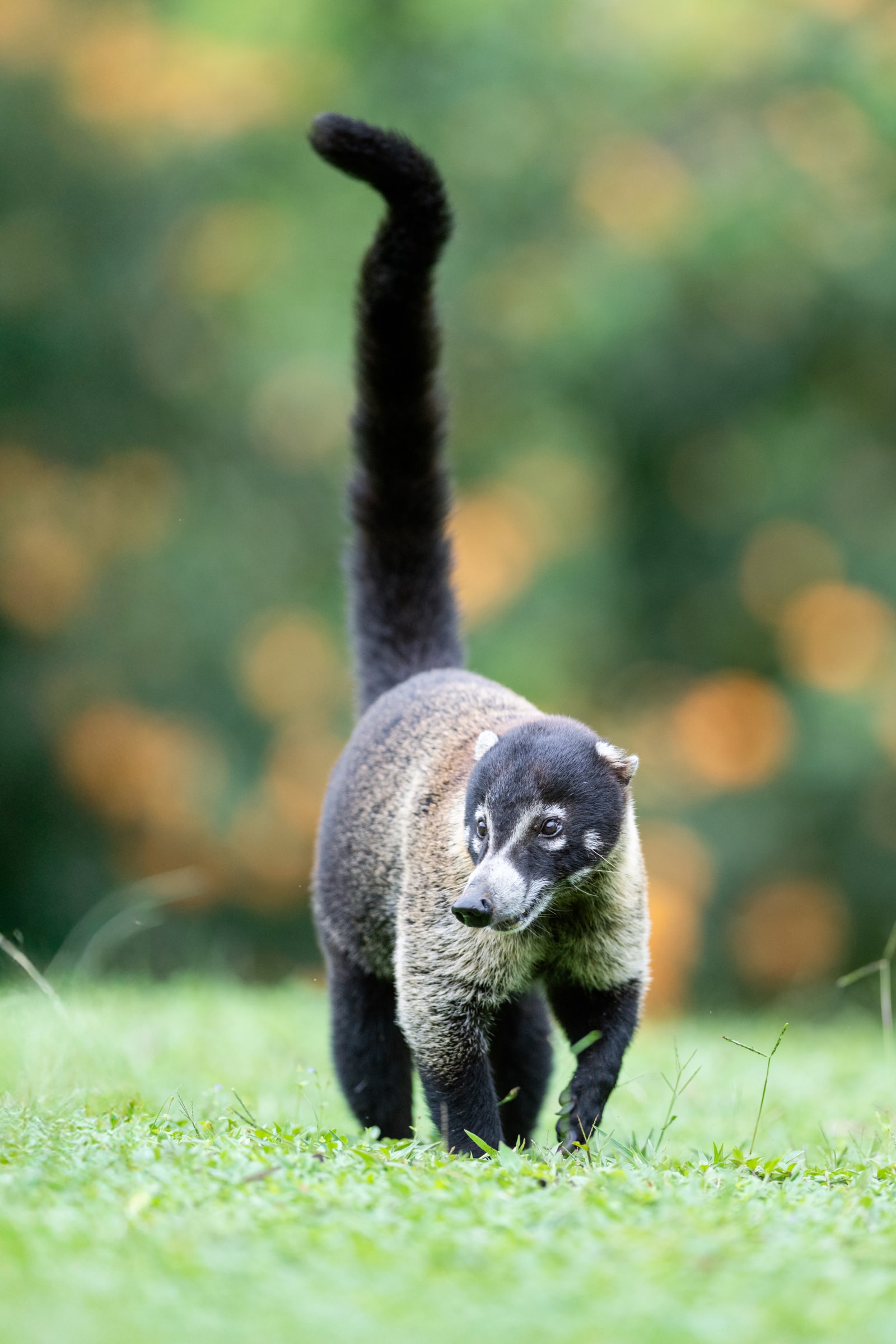 White-nosed Coati walking through grass in Costa Rica