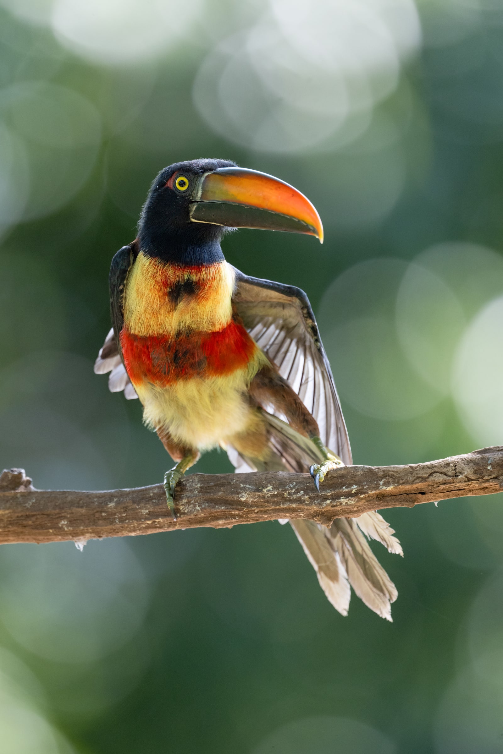 Fiery-billed Aracari perched on a branch in Costa Rica