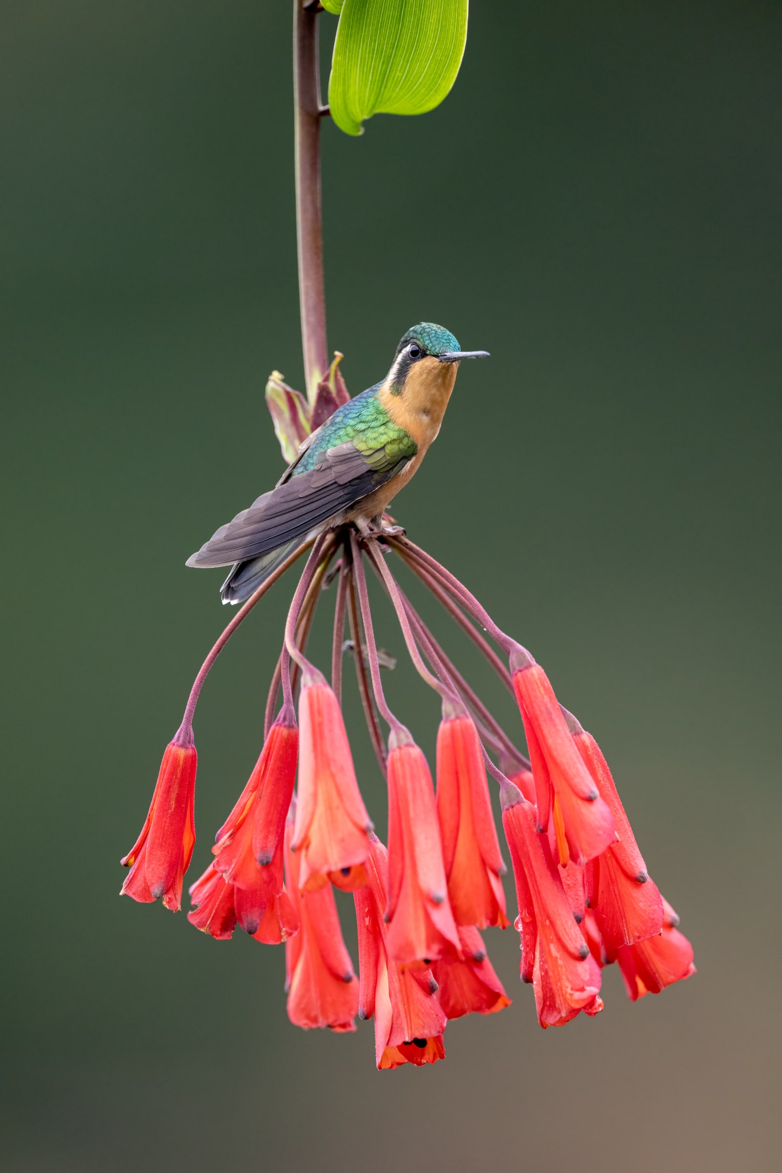 White-throated Mountain-gem perched among red flowers in Costa Rica