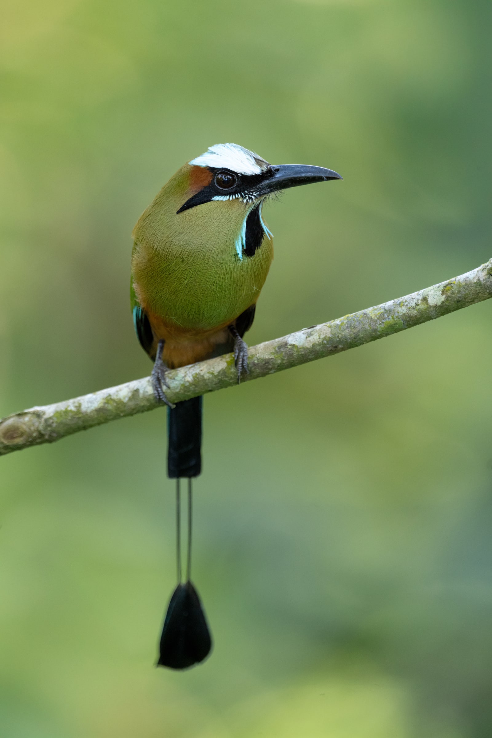 Turquoise-browed Motmot perched on a branch in Costa Rica