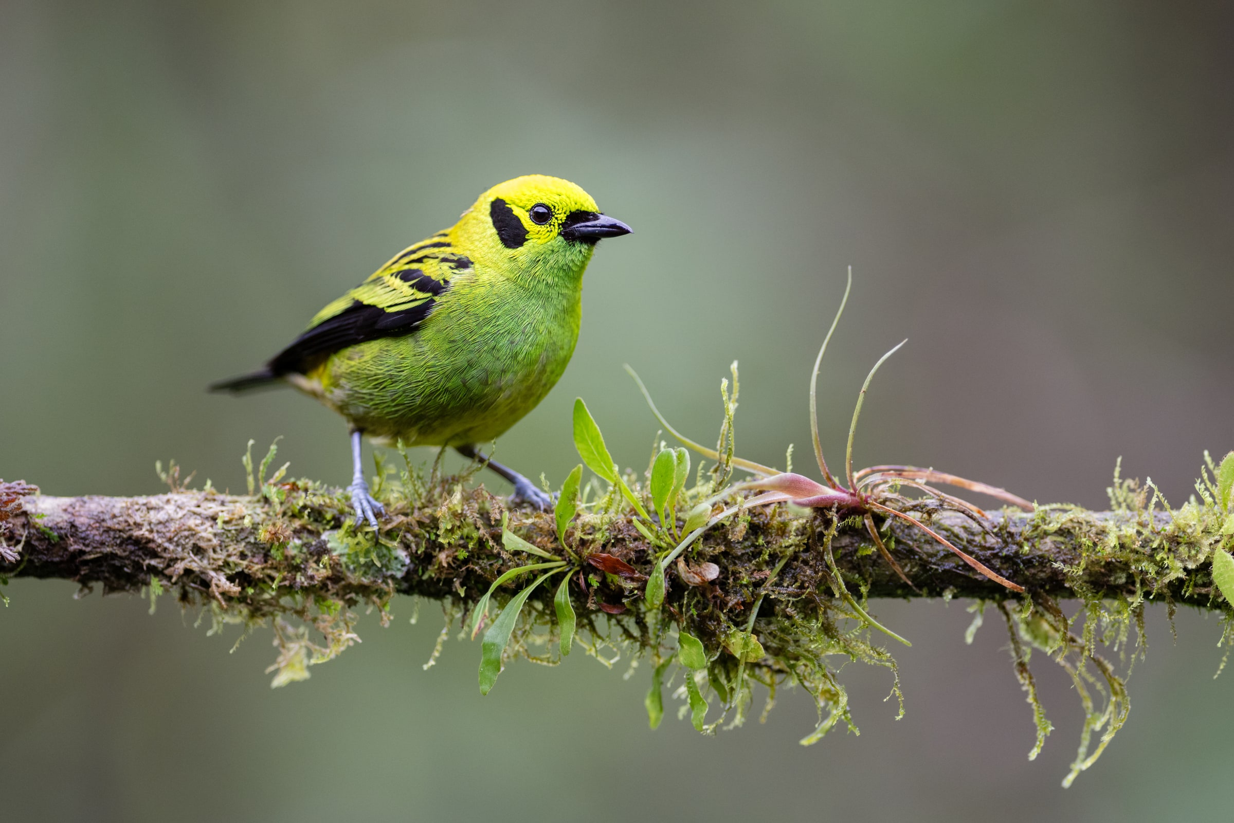 Emerald Tanager perched on a mossy branch in Costa Rica