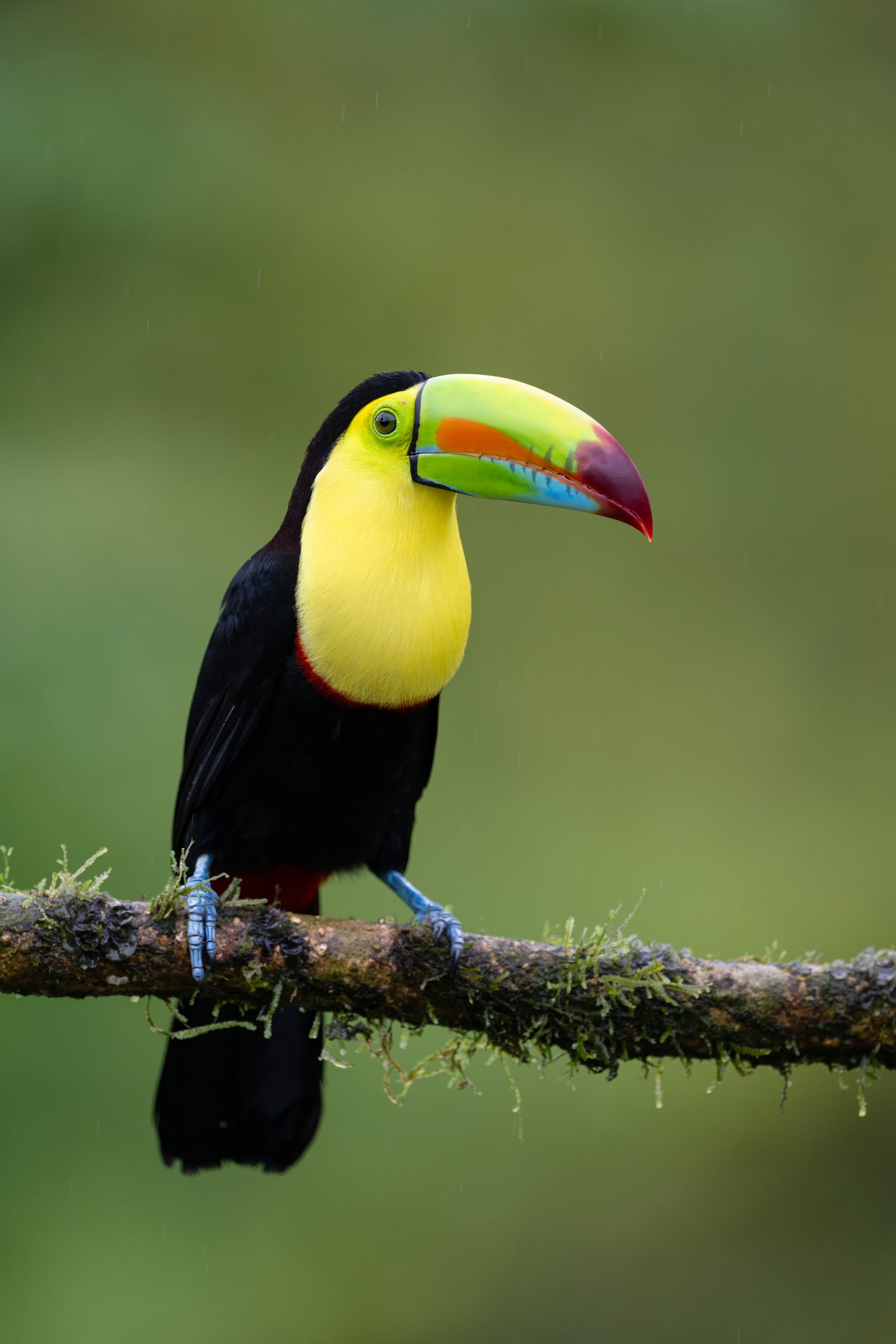 Keel-billed Toucan perched on a branch in Costa Rica