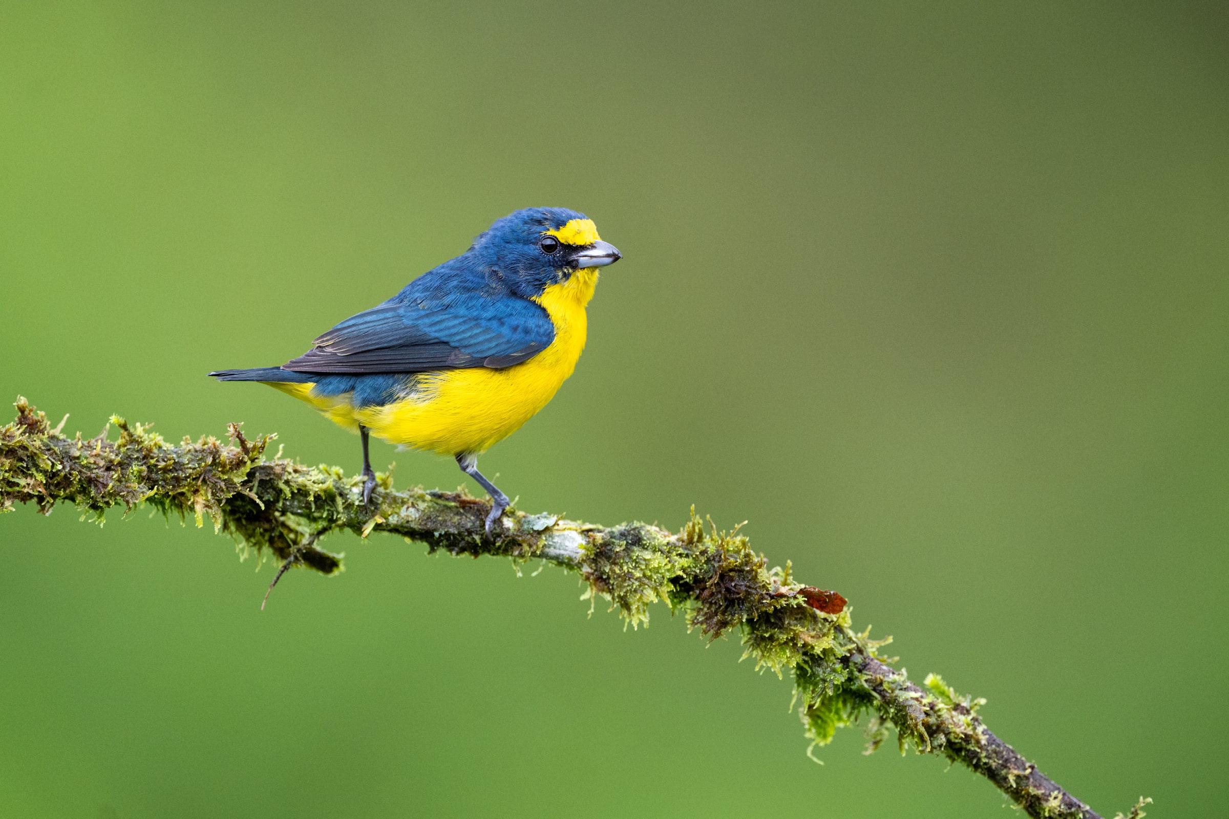 Yellow-throated Euphonia perched on a mossy branch in Costa Rica