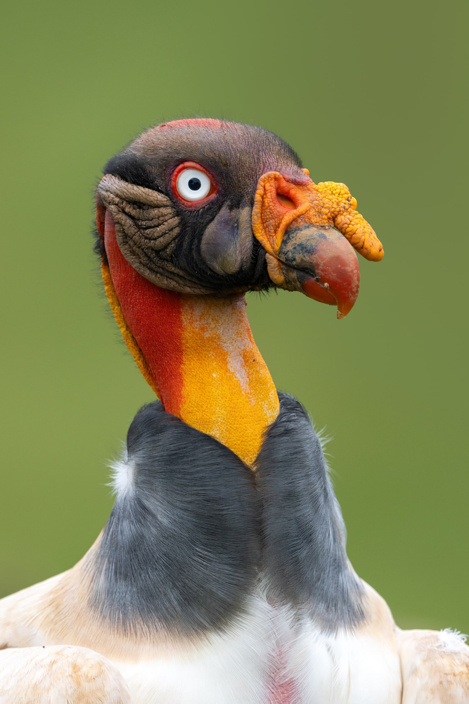 King Vulture close-up in Costa Rica