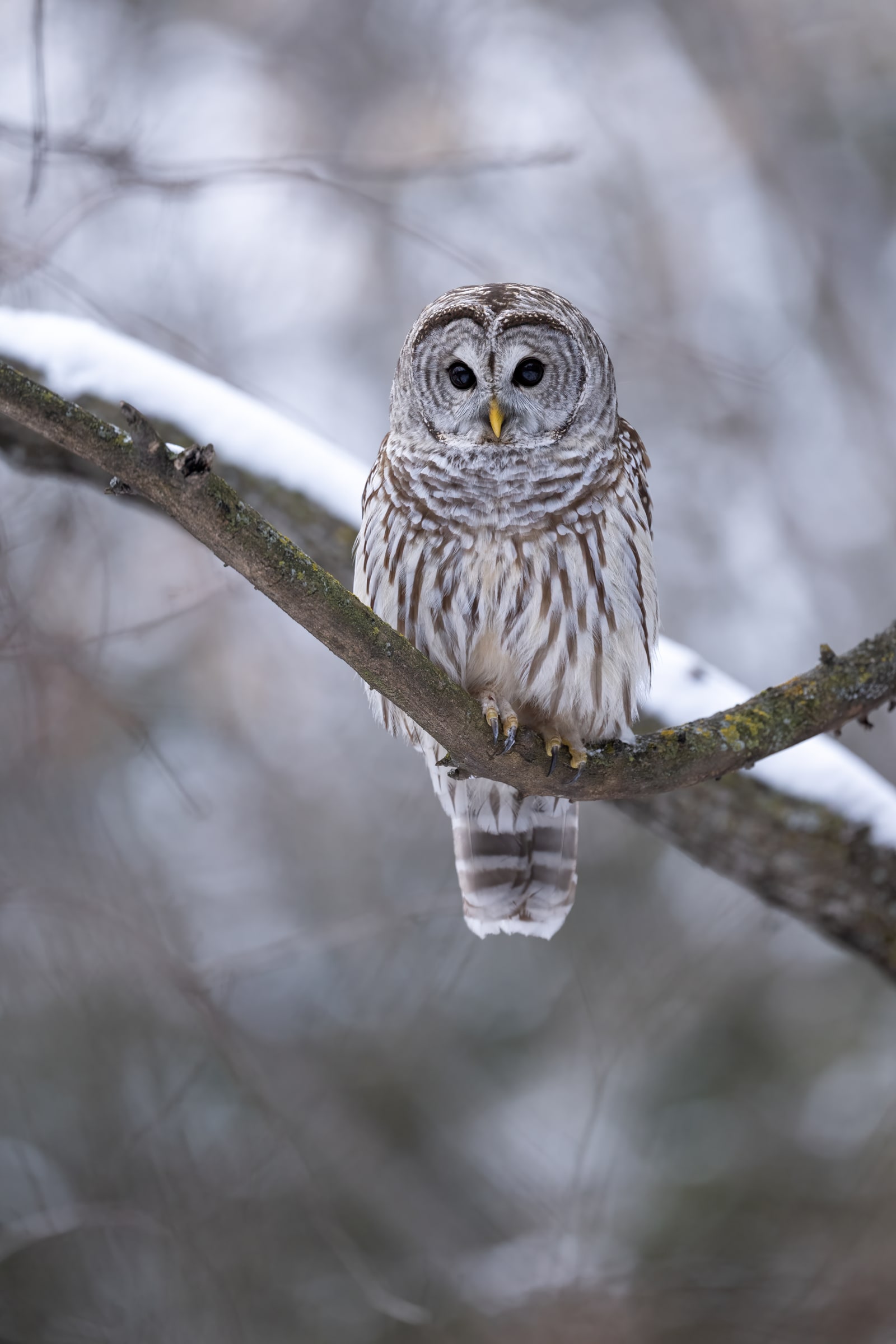 Barred Owl perched among branches in a snowy woodland in Canada