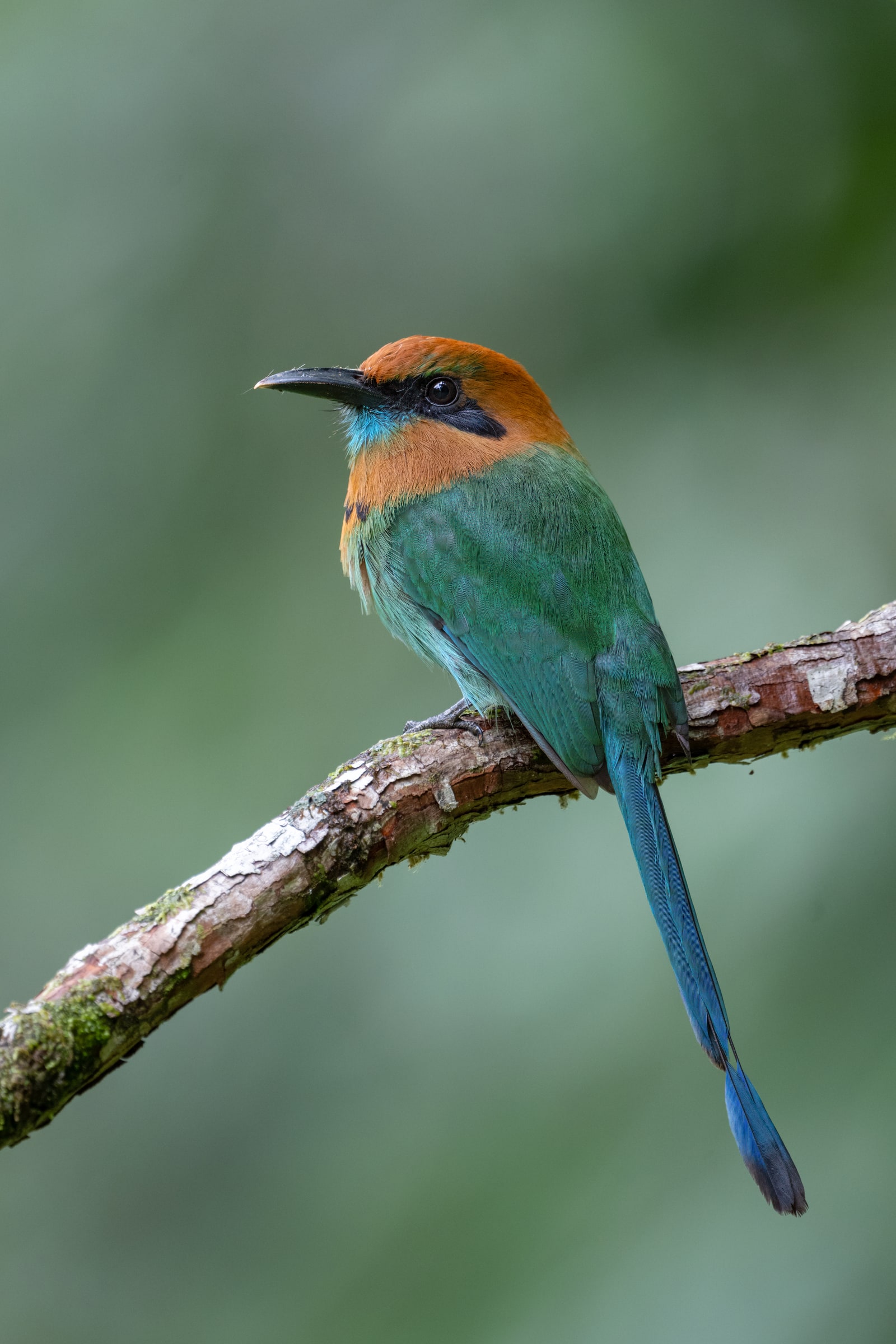 Broad-billed Motmot perched on a branch in Costa Rica