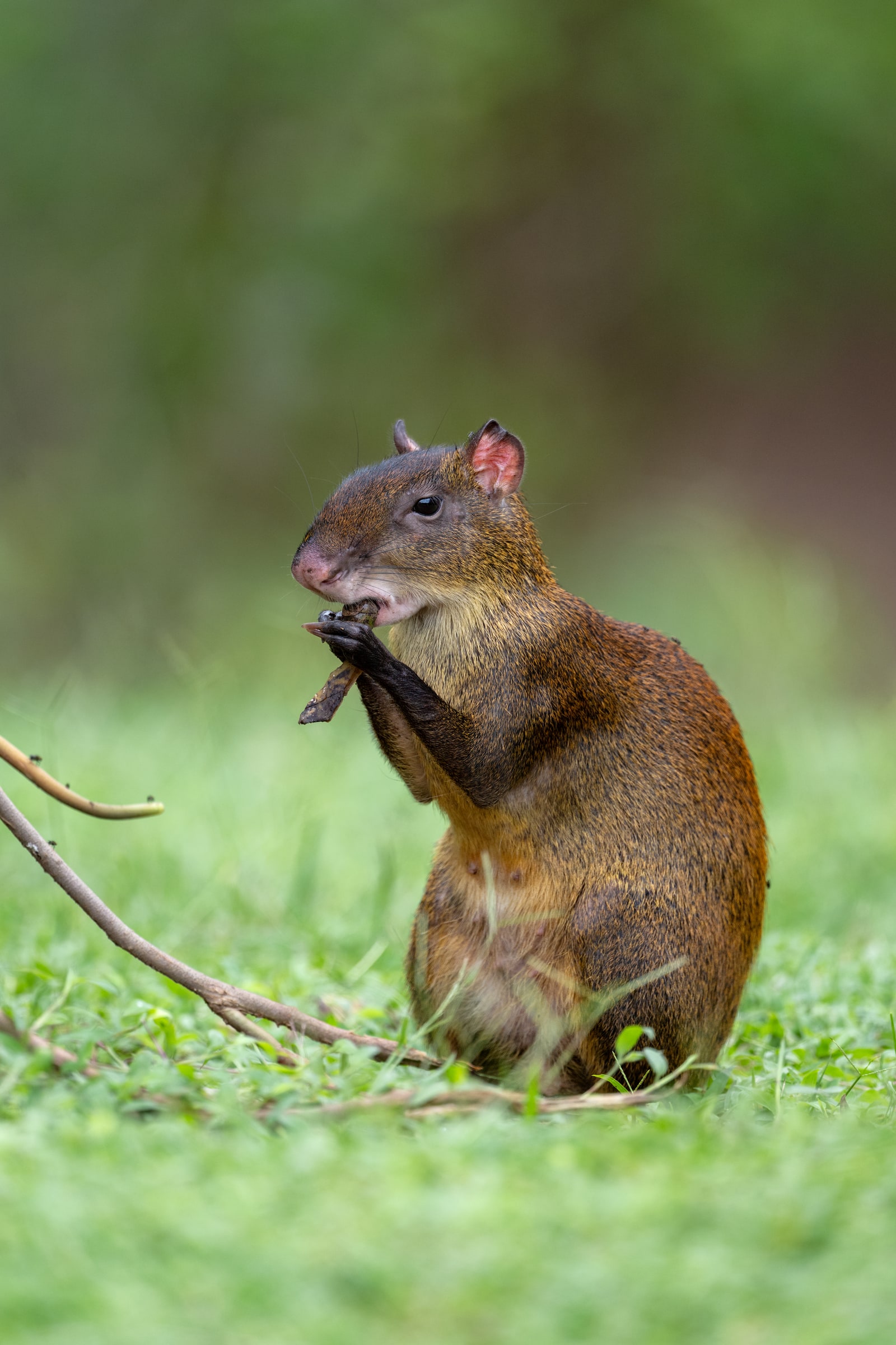 Central American Agouti holding food while sitting on the ground in Costa Rica
