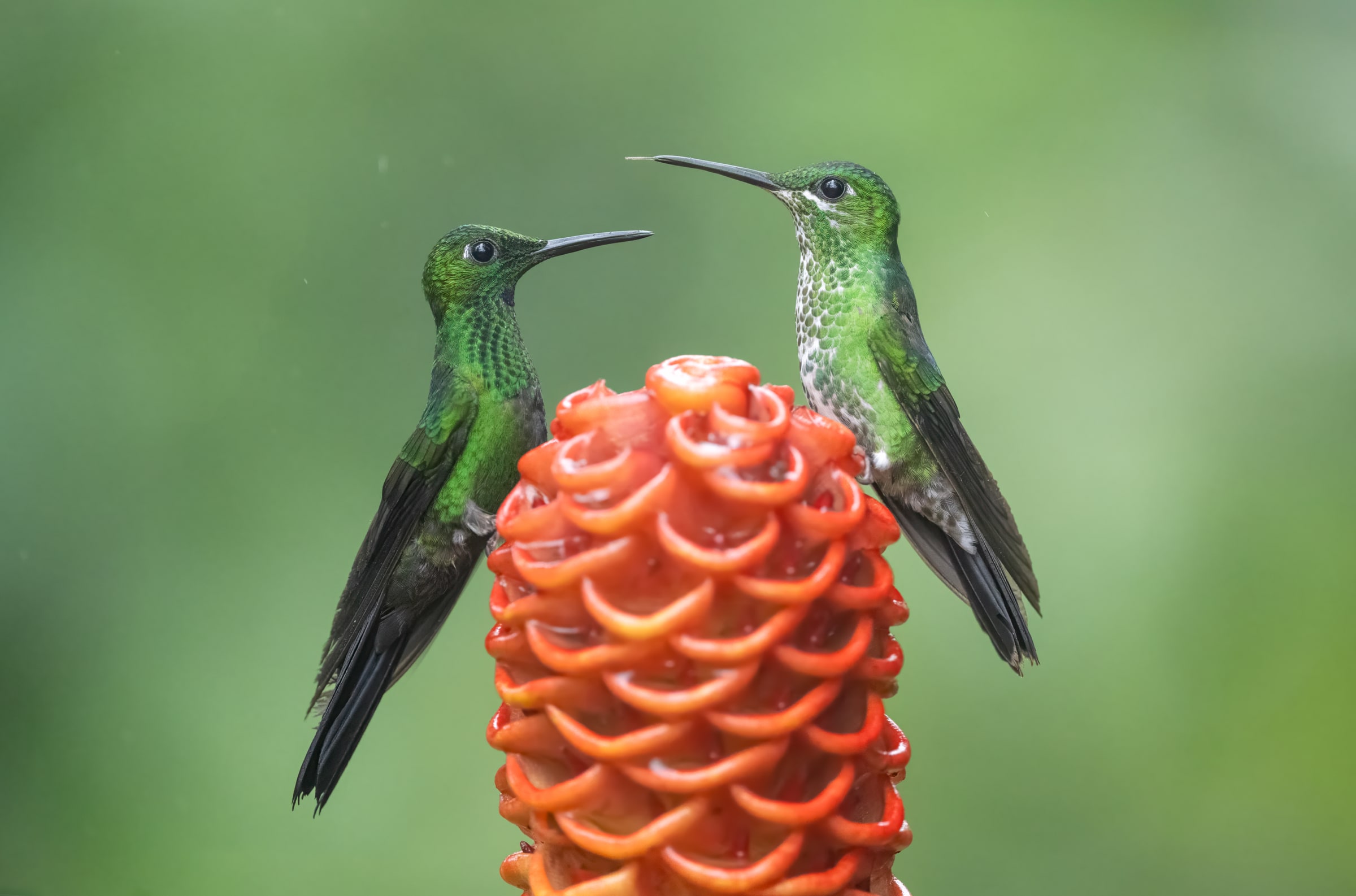 Two Green-crowned Brilliants perched beside an orange flower in Costa Rica