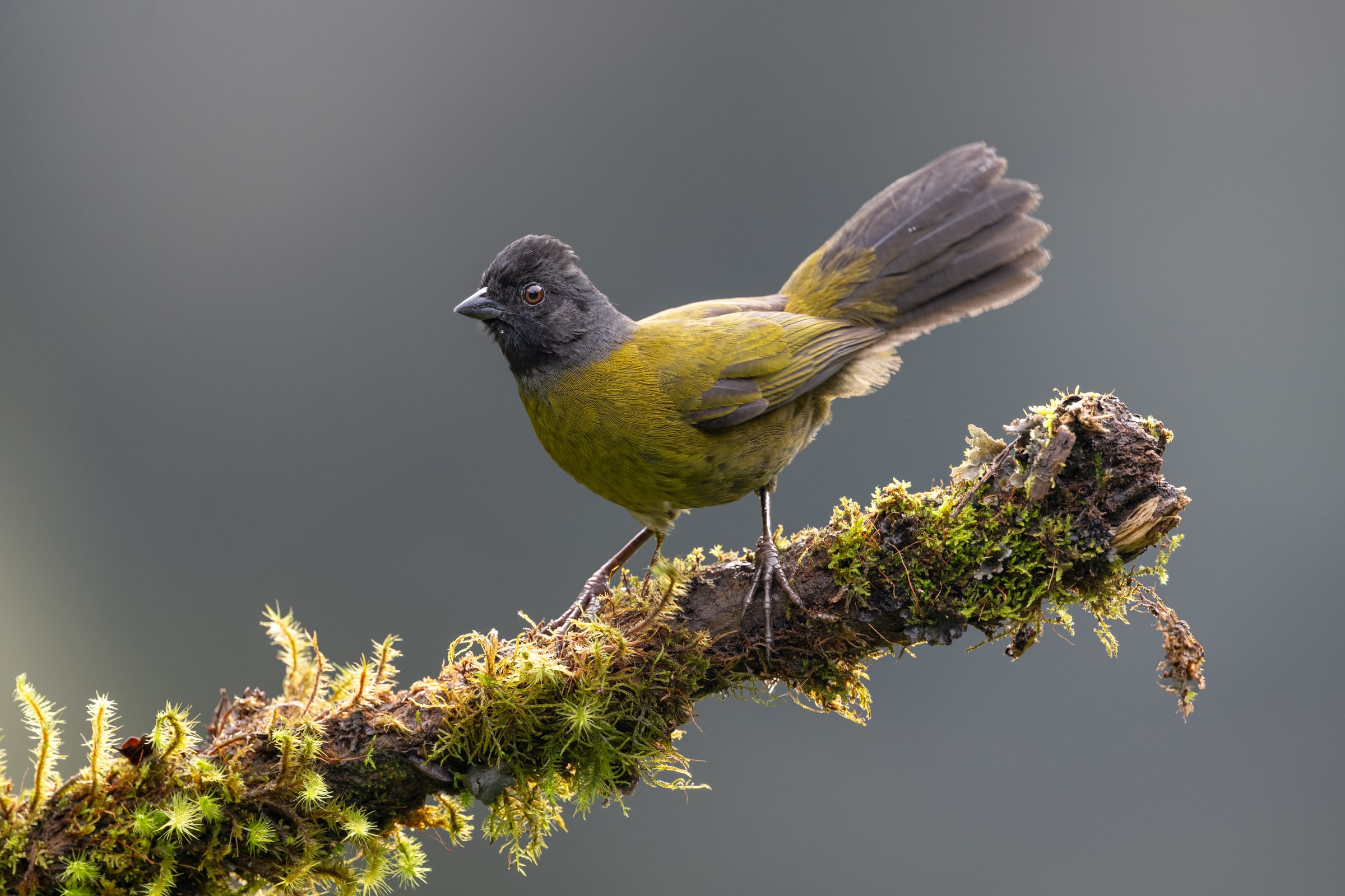 Large-footed Finch raising its tail on a mossy branch in Costa Rica