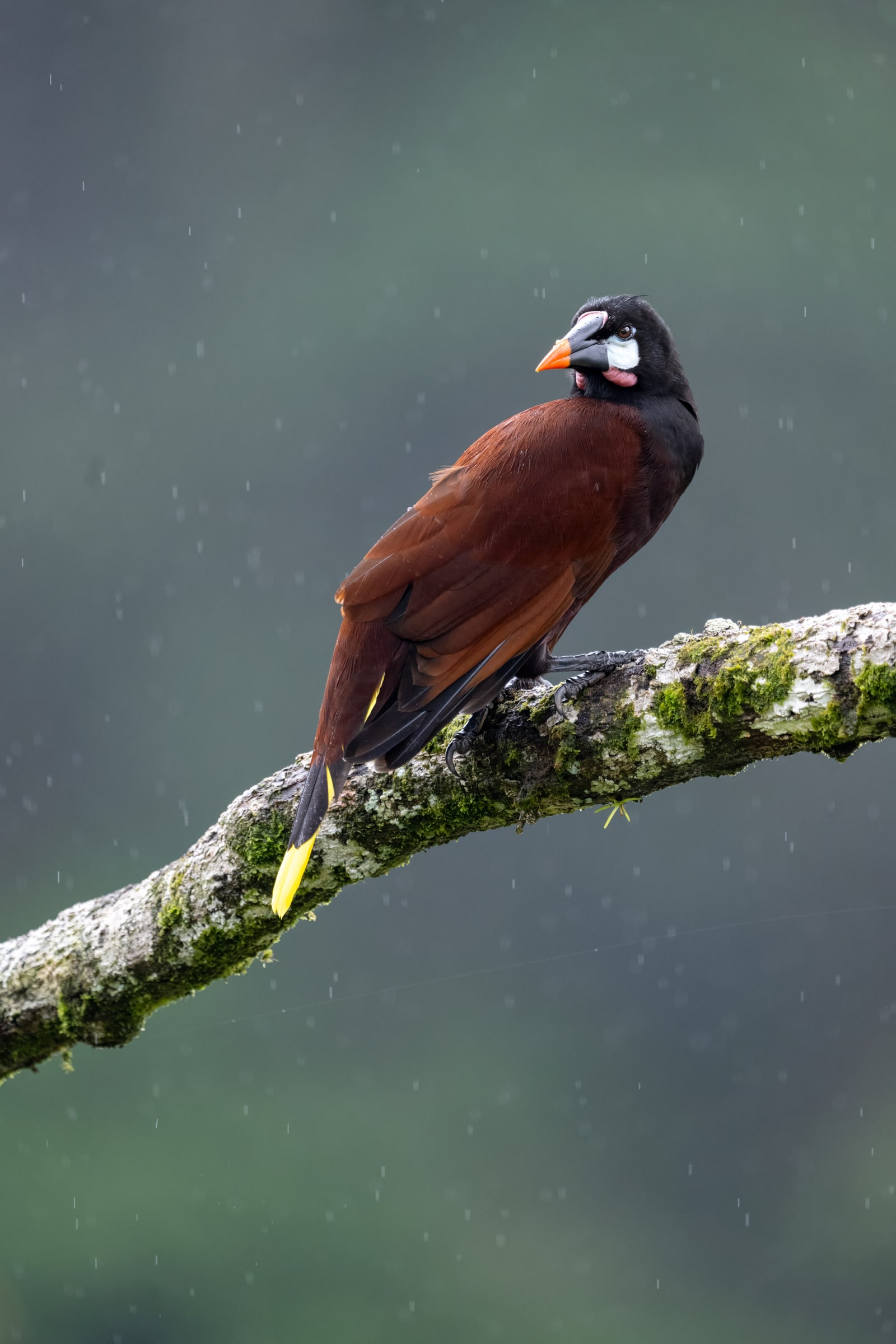 Montezuma Oropendola perched on a mossy branch in Costa Rica