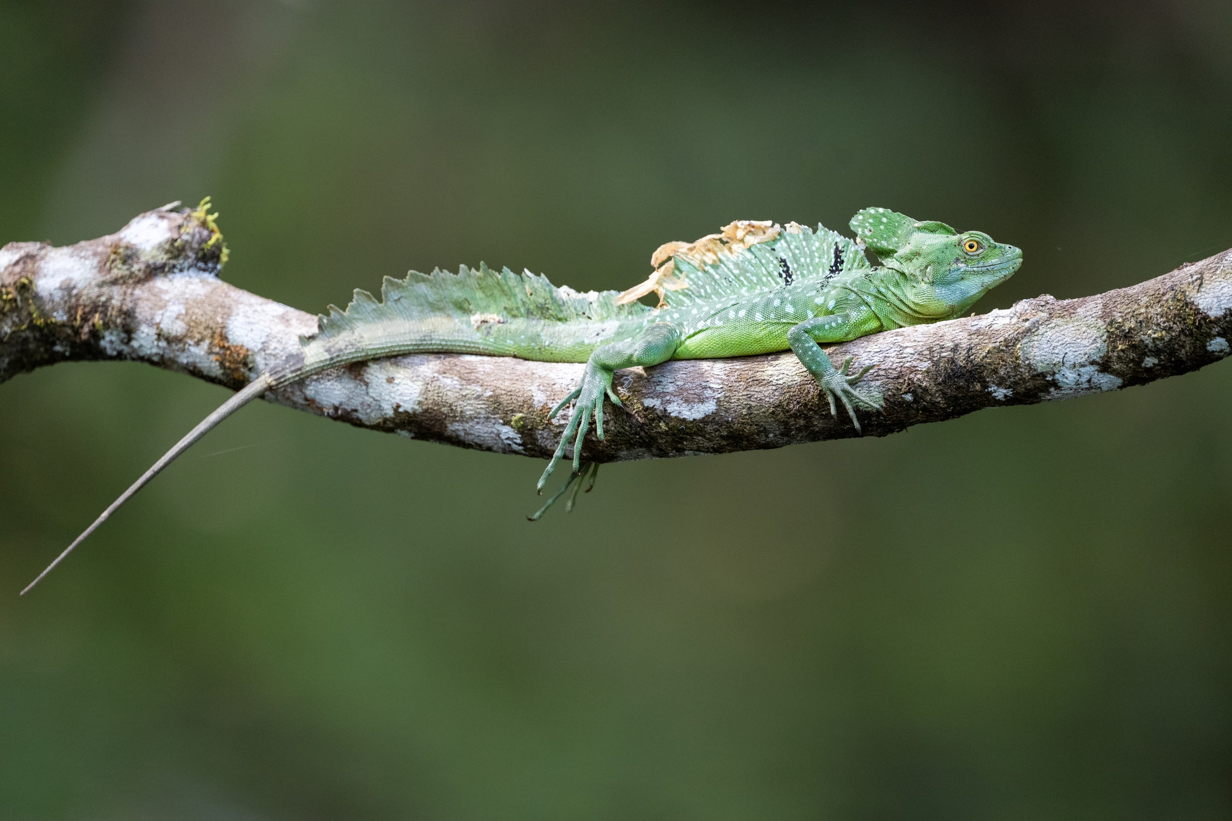Plumed Basilisk resting along a branch in Costa Rica