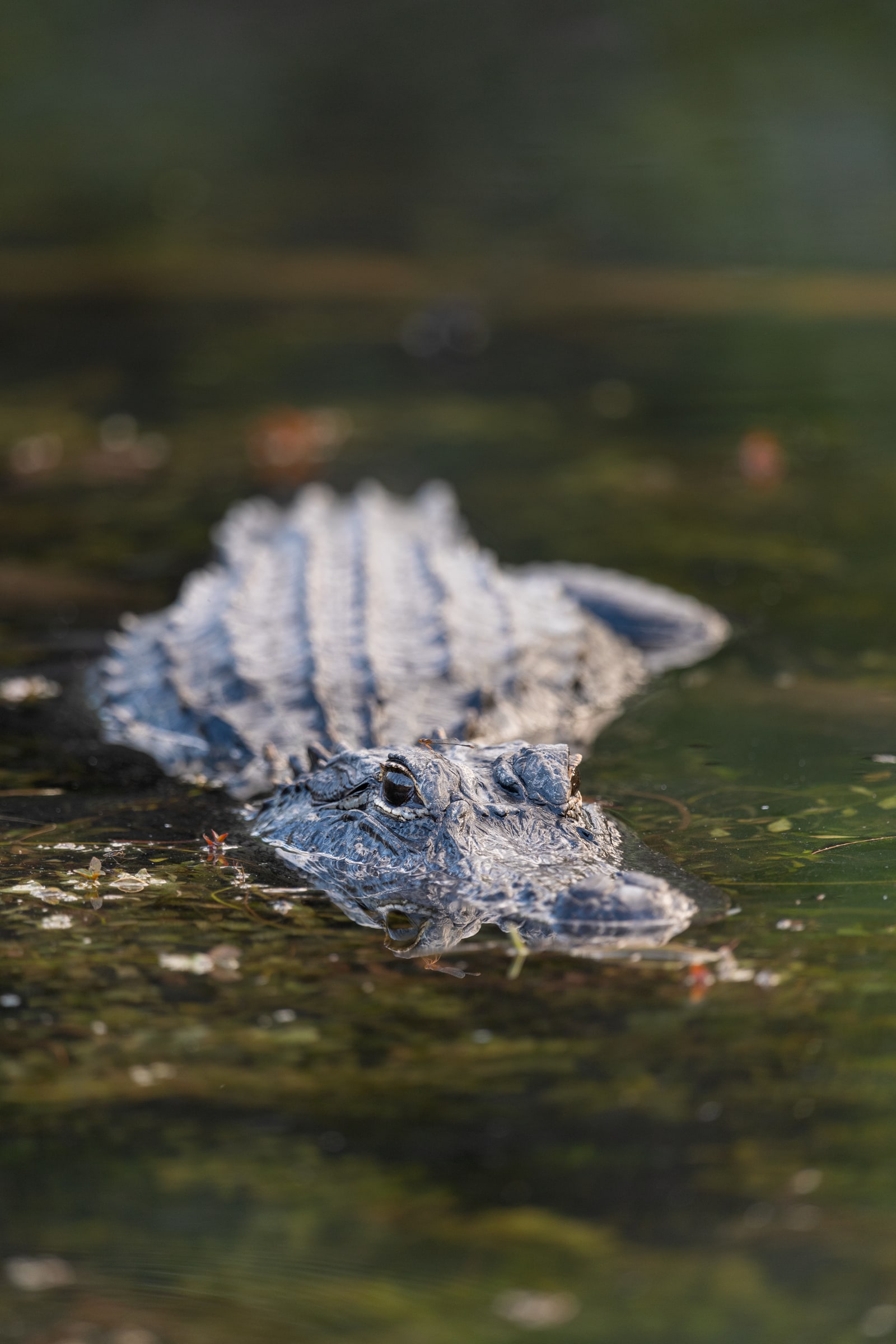 American Alligator at the water surface in Florida