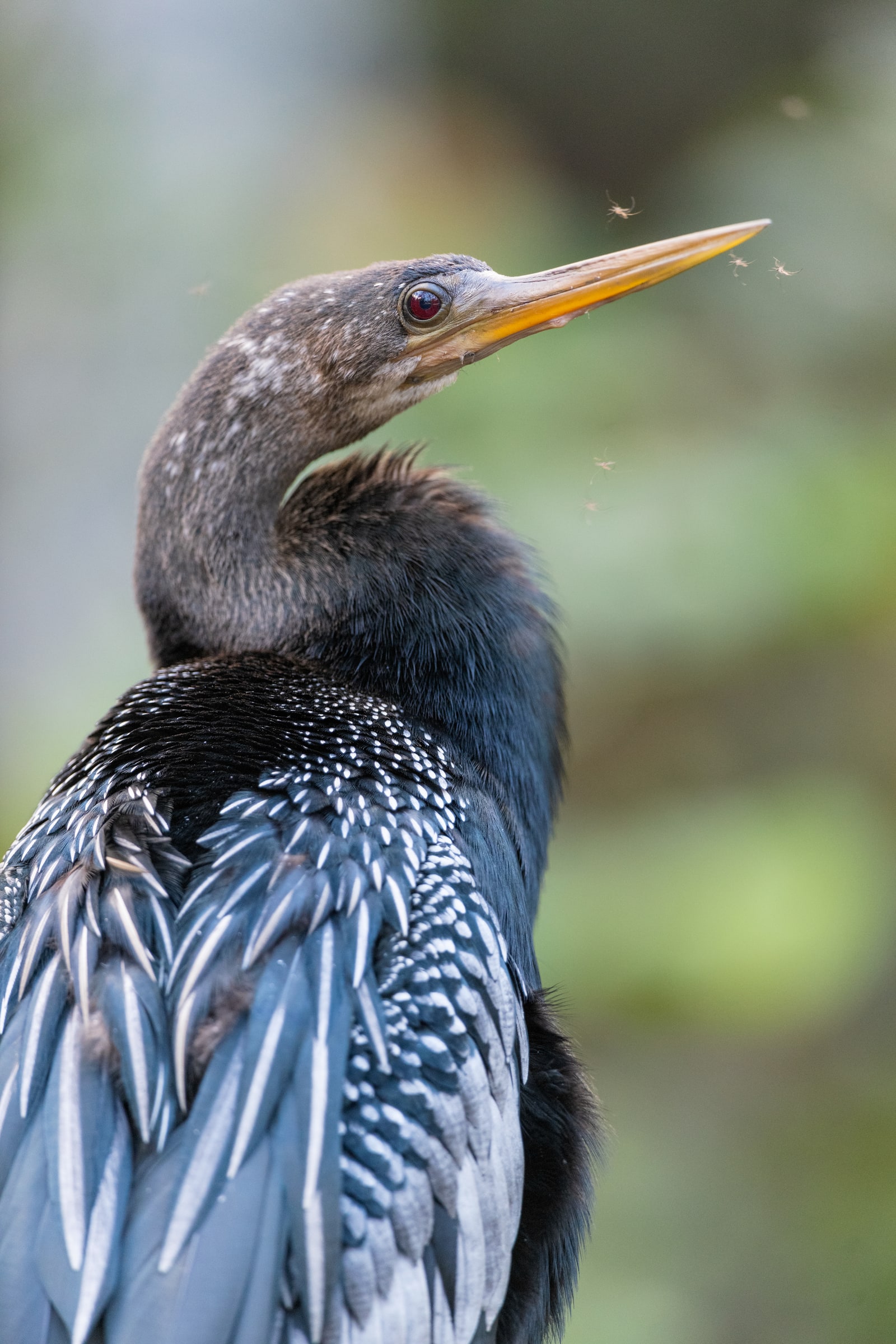 Anhinga with its head tilted upwards in Florida