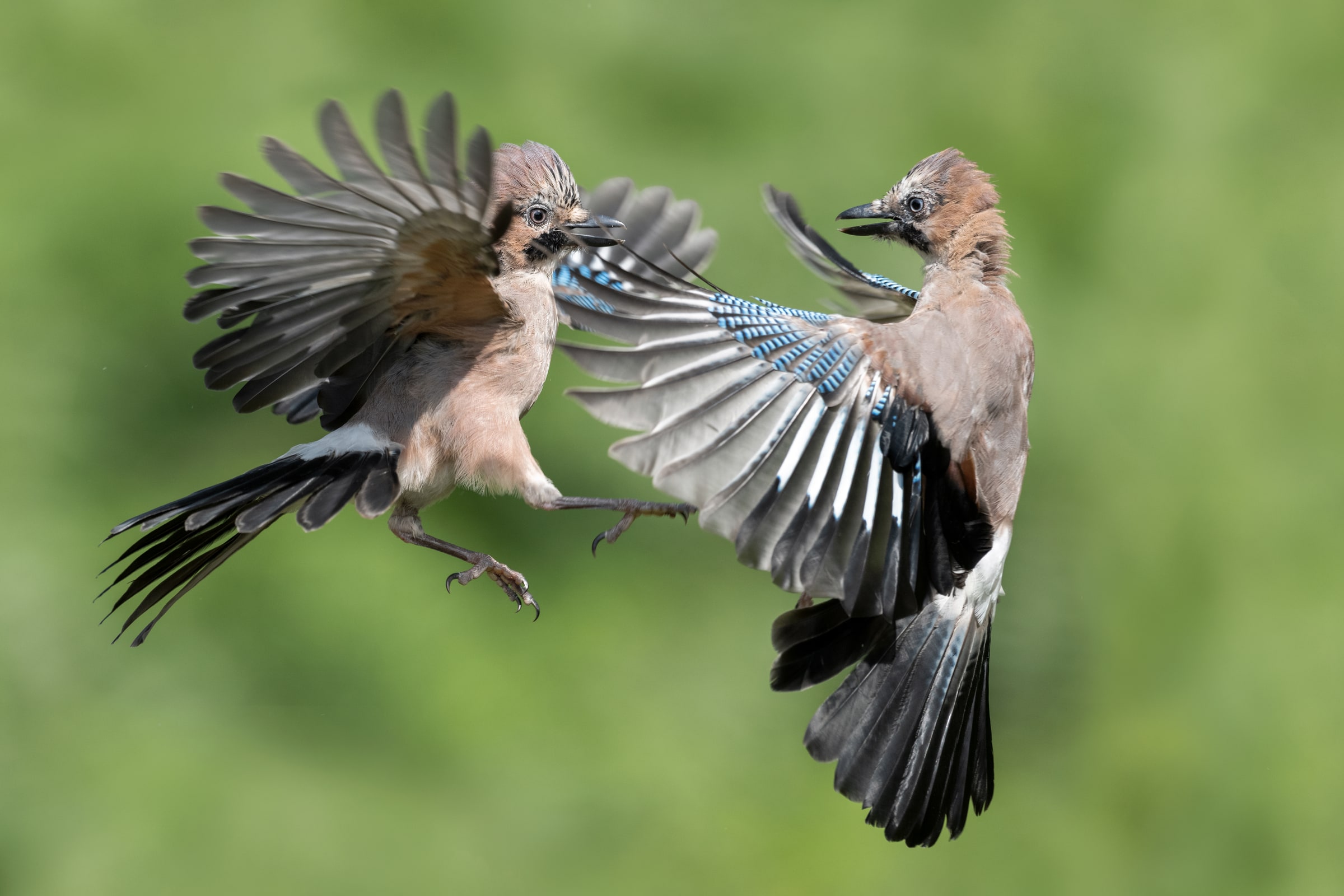 Two Eurasian Jays fighting in flight in the United Kingdom