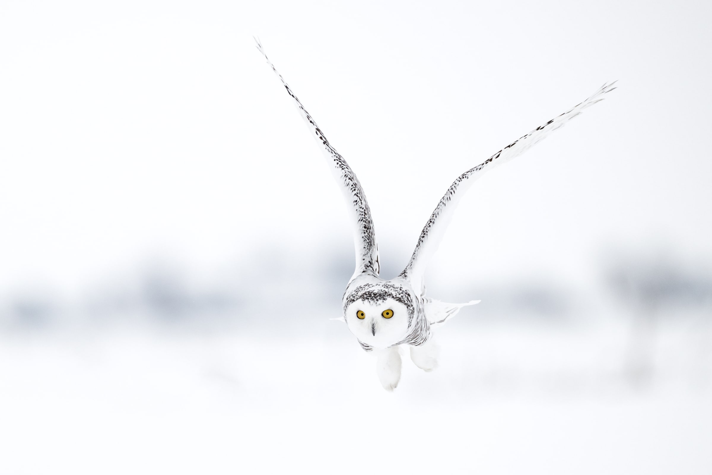 Snowy Owl flying towards the camera over snow in Canada