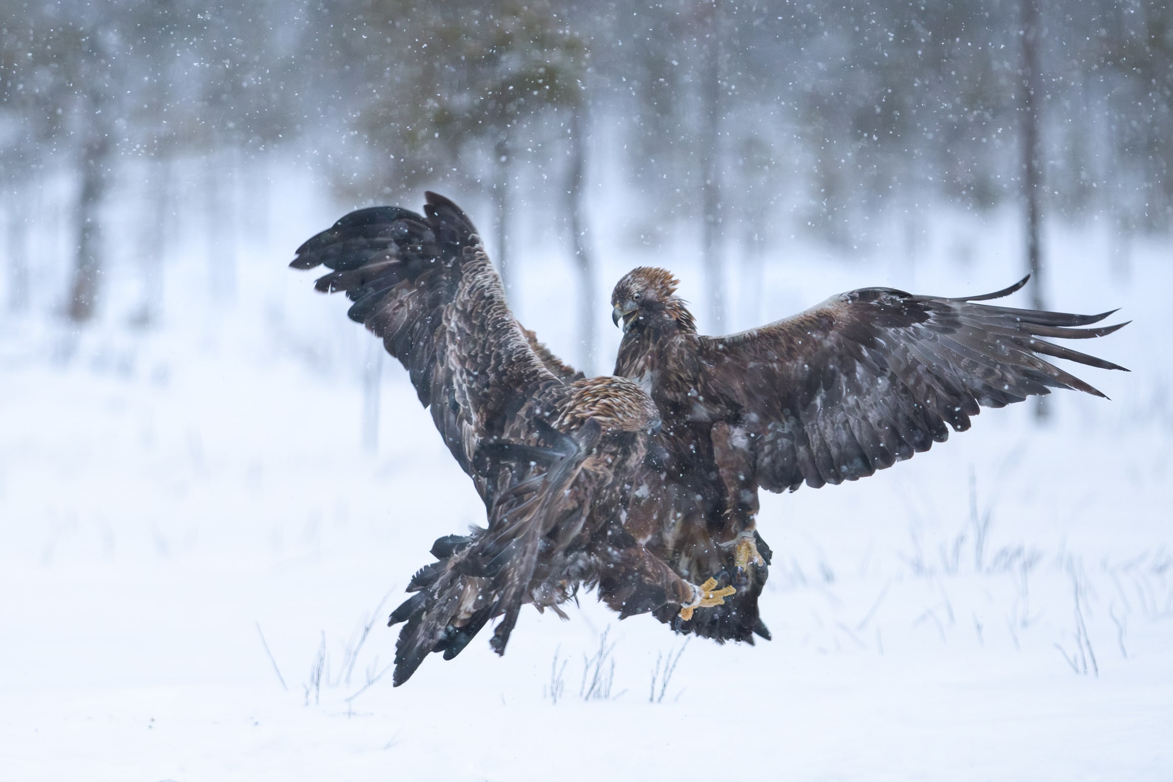 Two Golden Eagles fighting in falling snow in Sweden