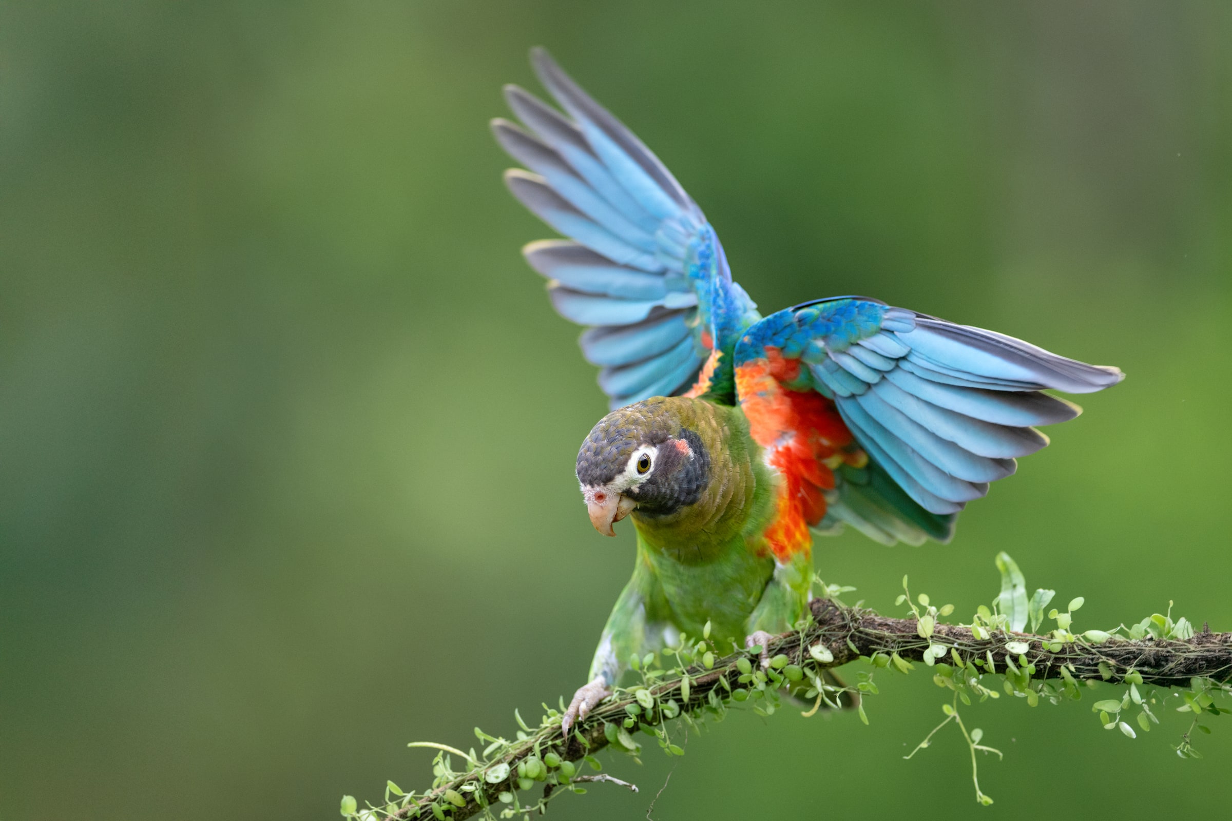 Brown-hooded Parrot spreading its wings on a branch in Costa Rica