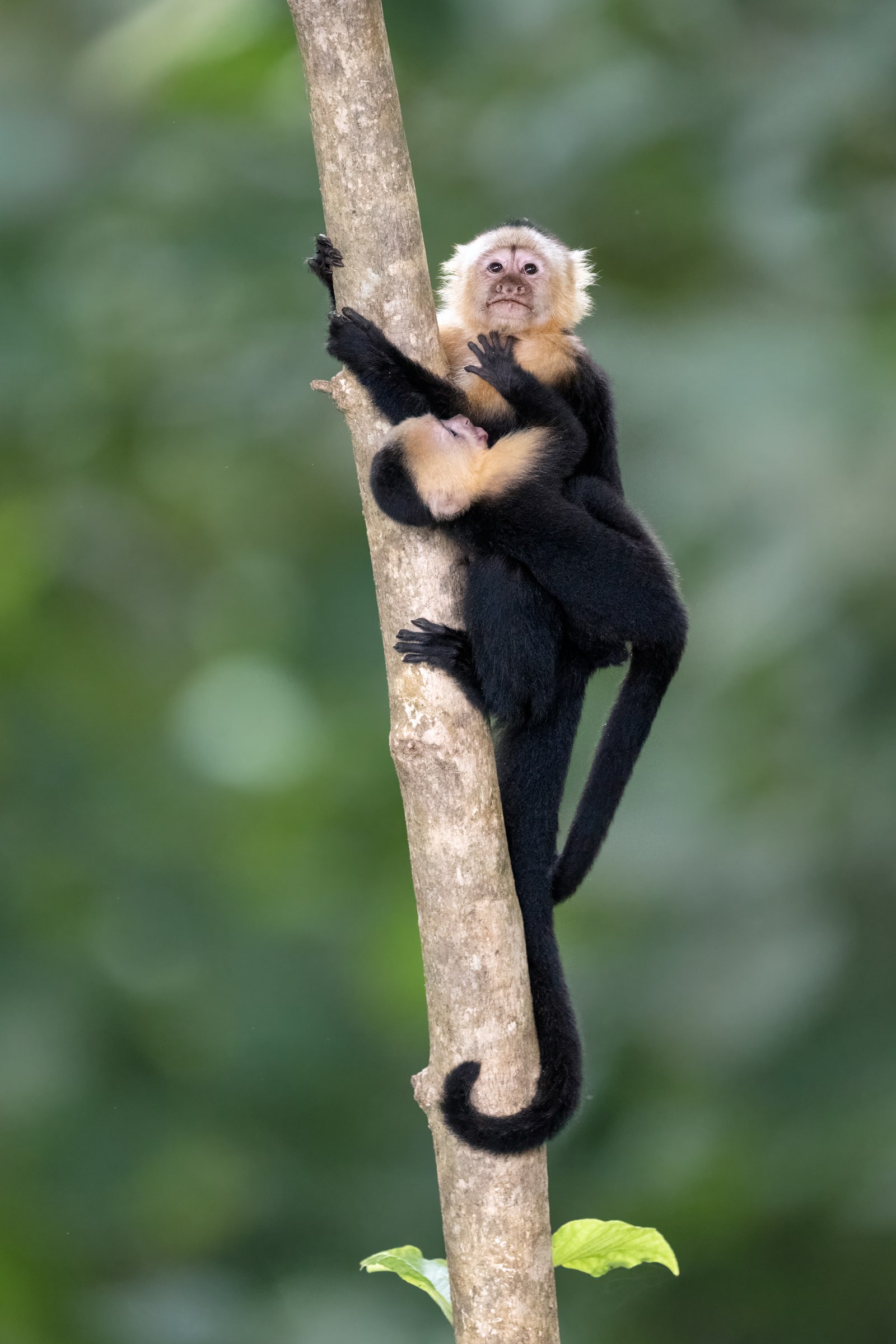 Capuchin monkey climbing a tree trunk in Costa Rica