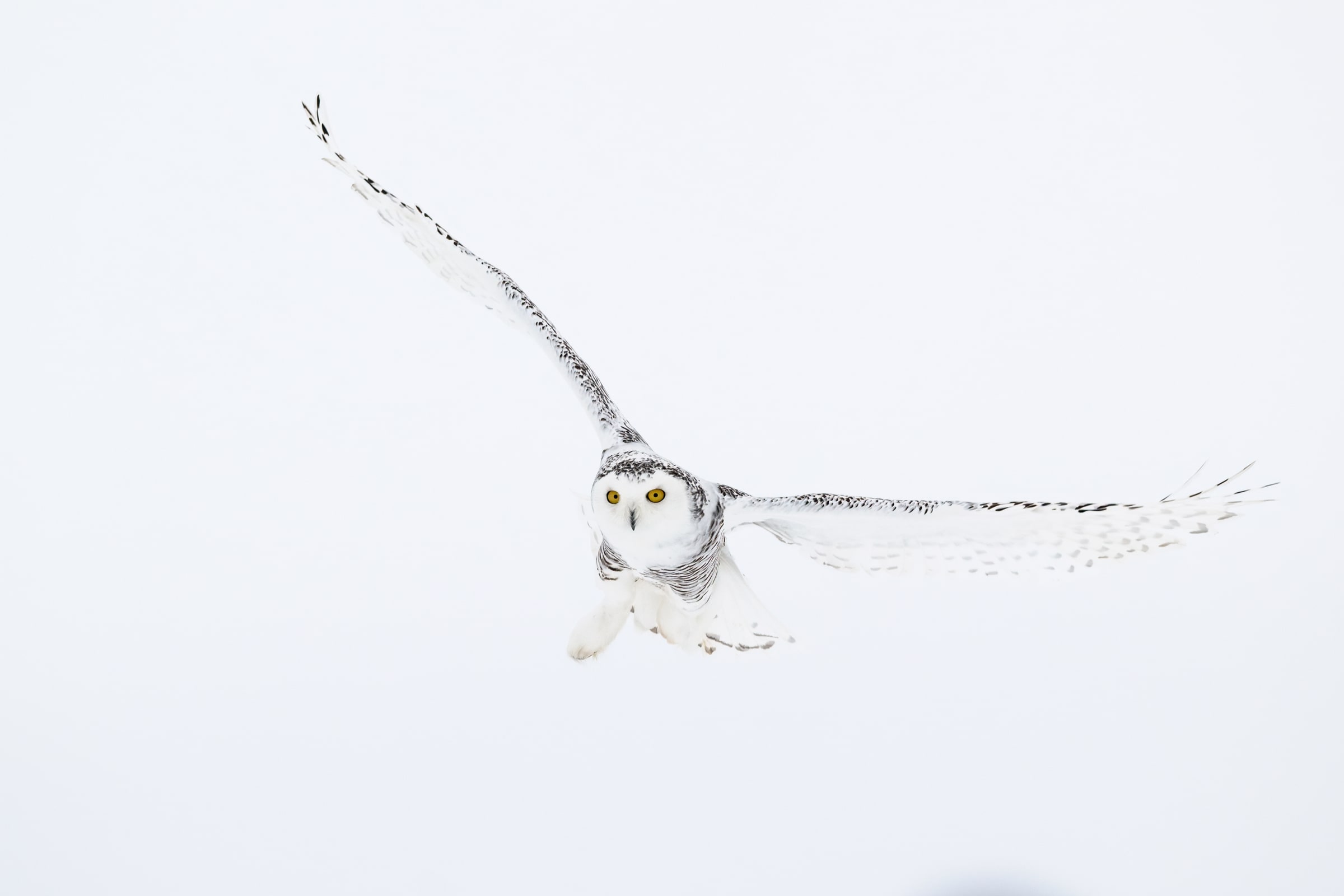 Snowy Owl flying over snow in Canada