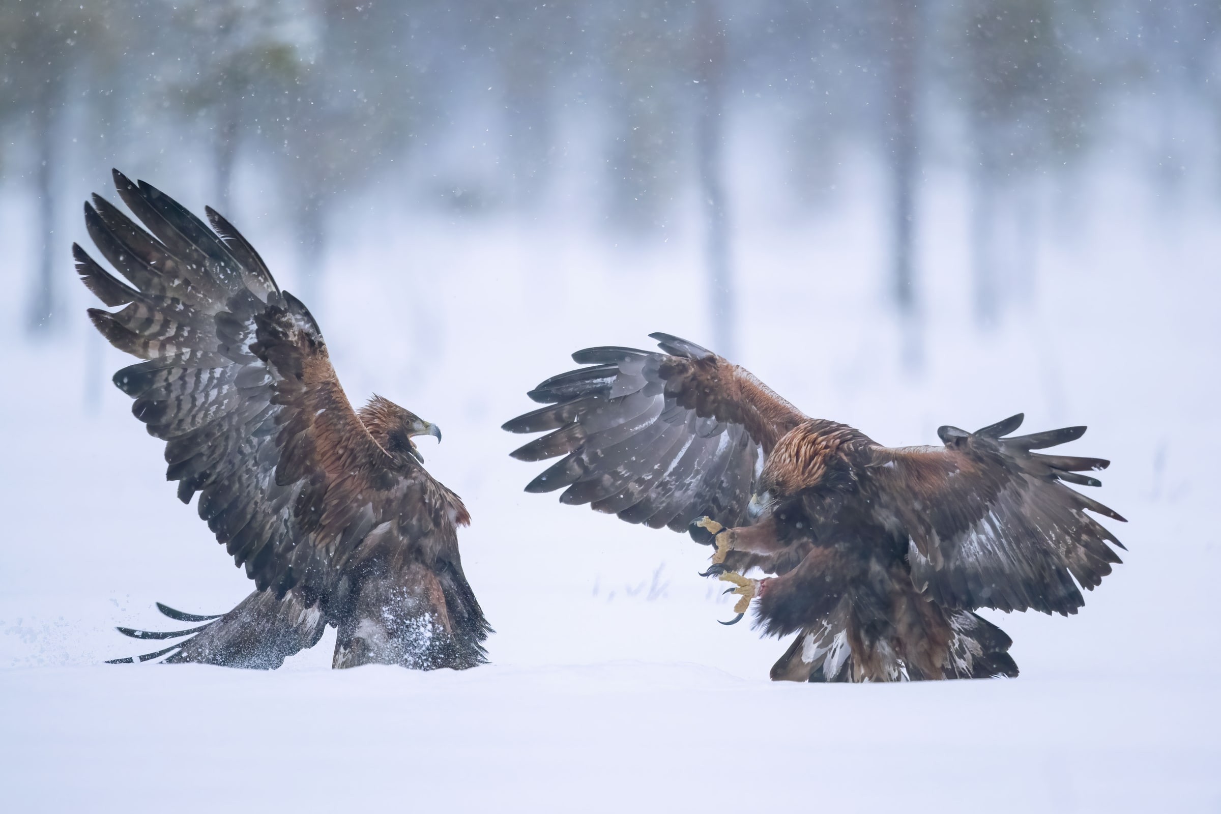 Two Golden Eagles confronting each other with raised wings in snow in Sweden