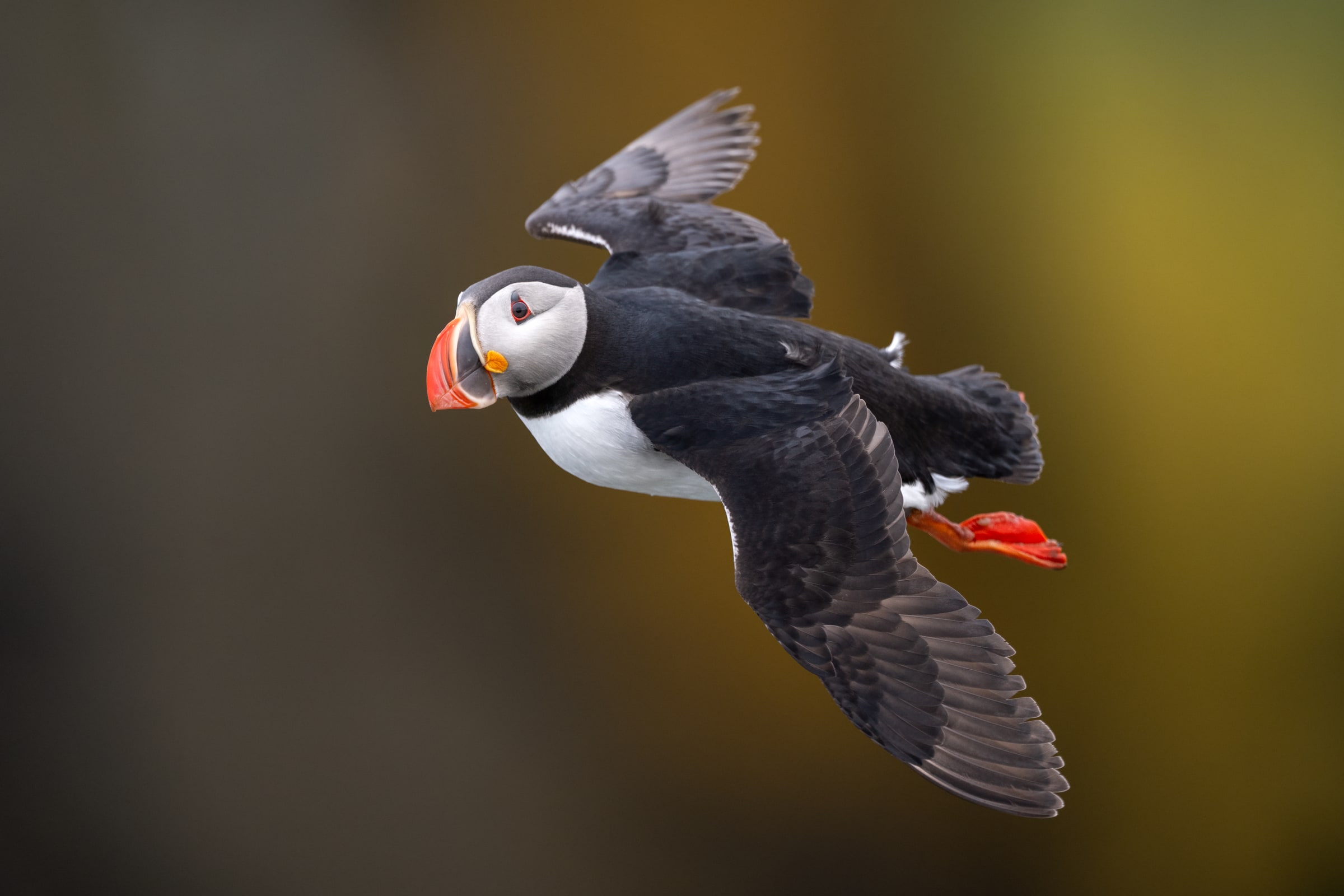 Atlantic Puffin flying in Iceland