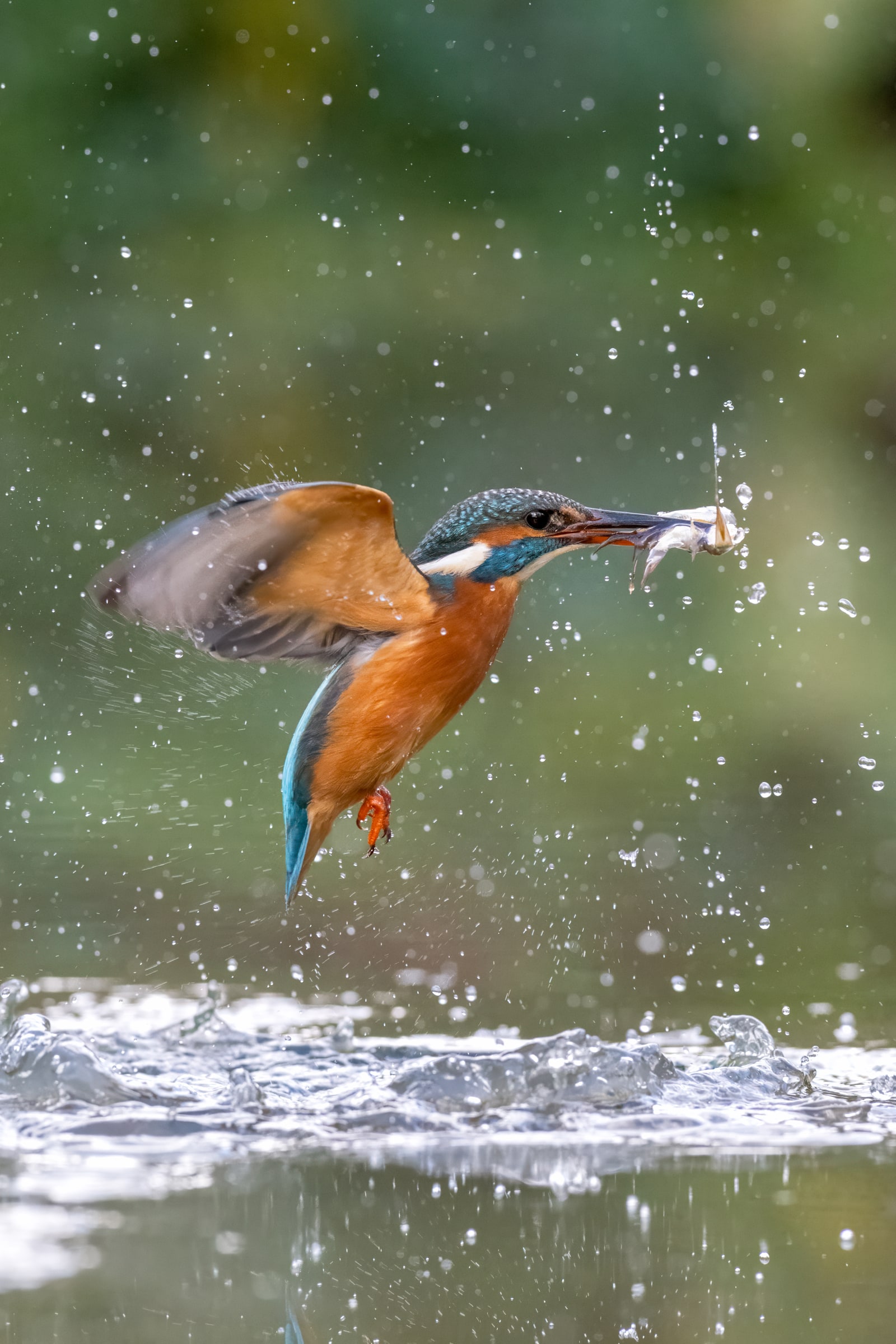 Common Kingfisher emerging from water with a fish in the United Kingdom