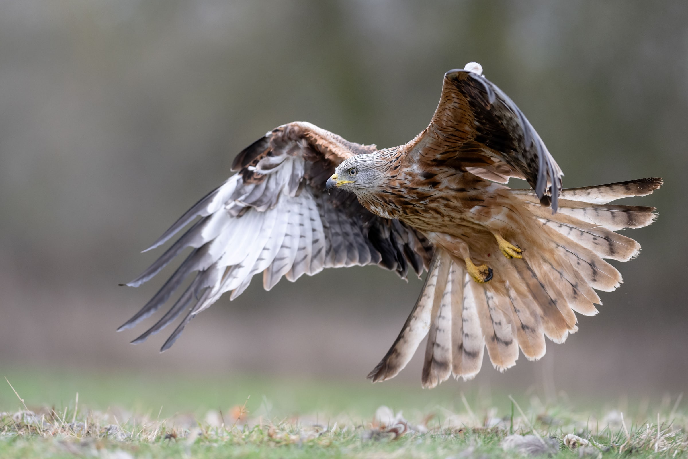 Red Kite landing over grass in the United Kingdom