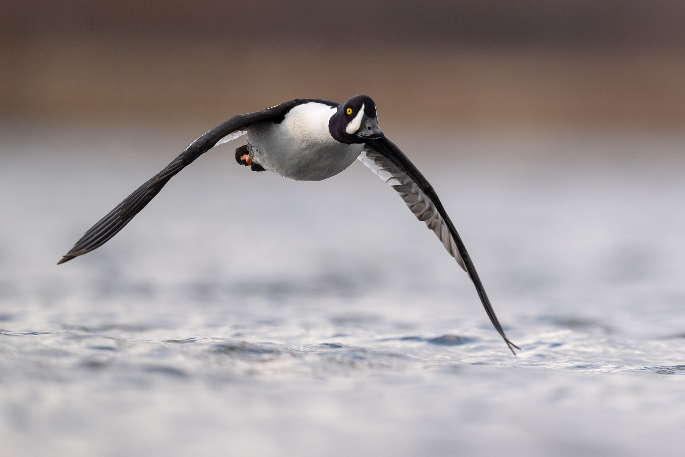 Barrow's Goldeneye flying low over water in Iceland