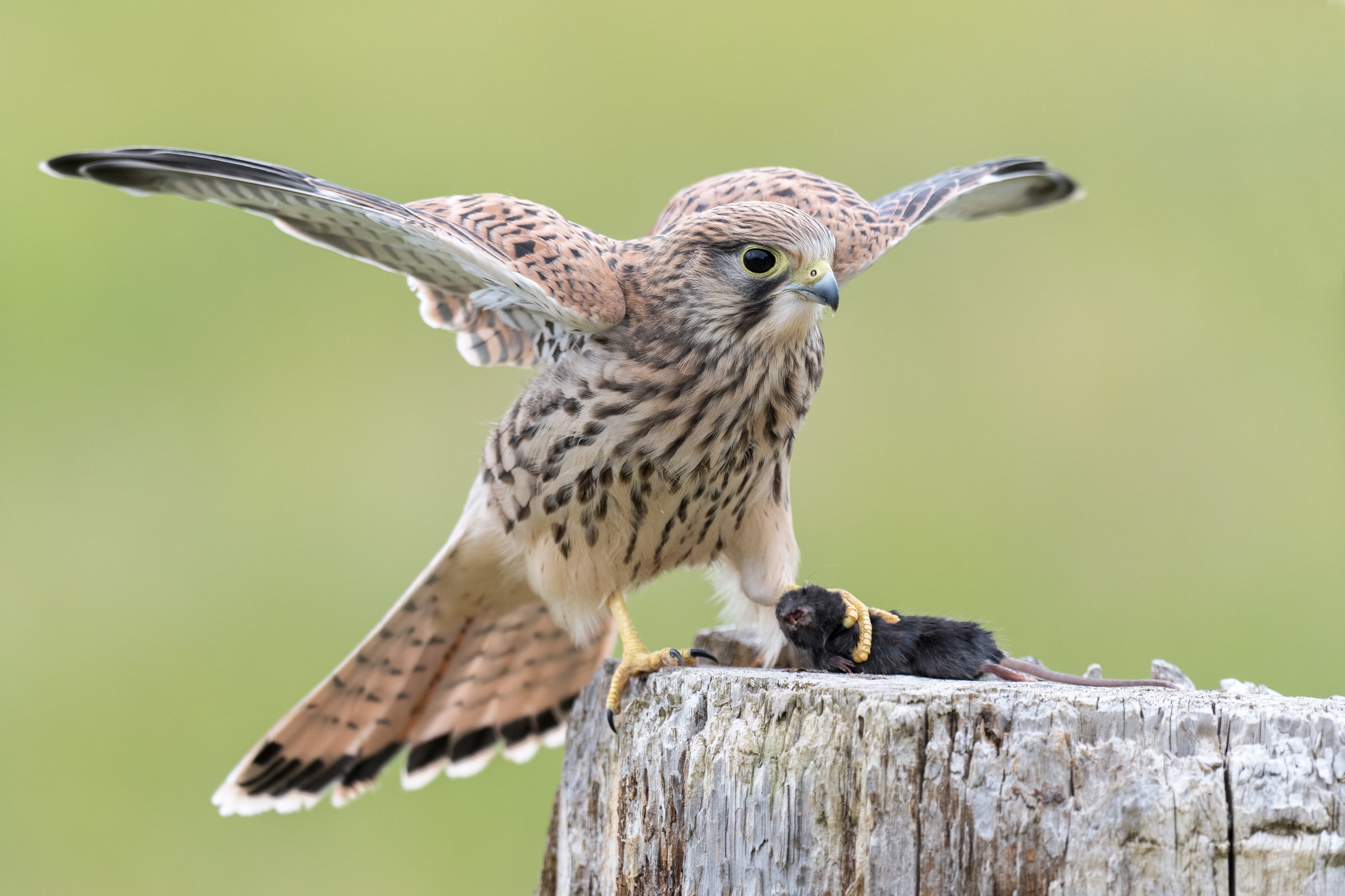 Common Kestrel holding prey on a post in the United Kingdom