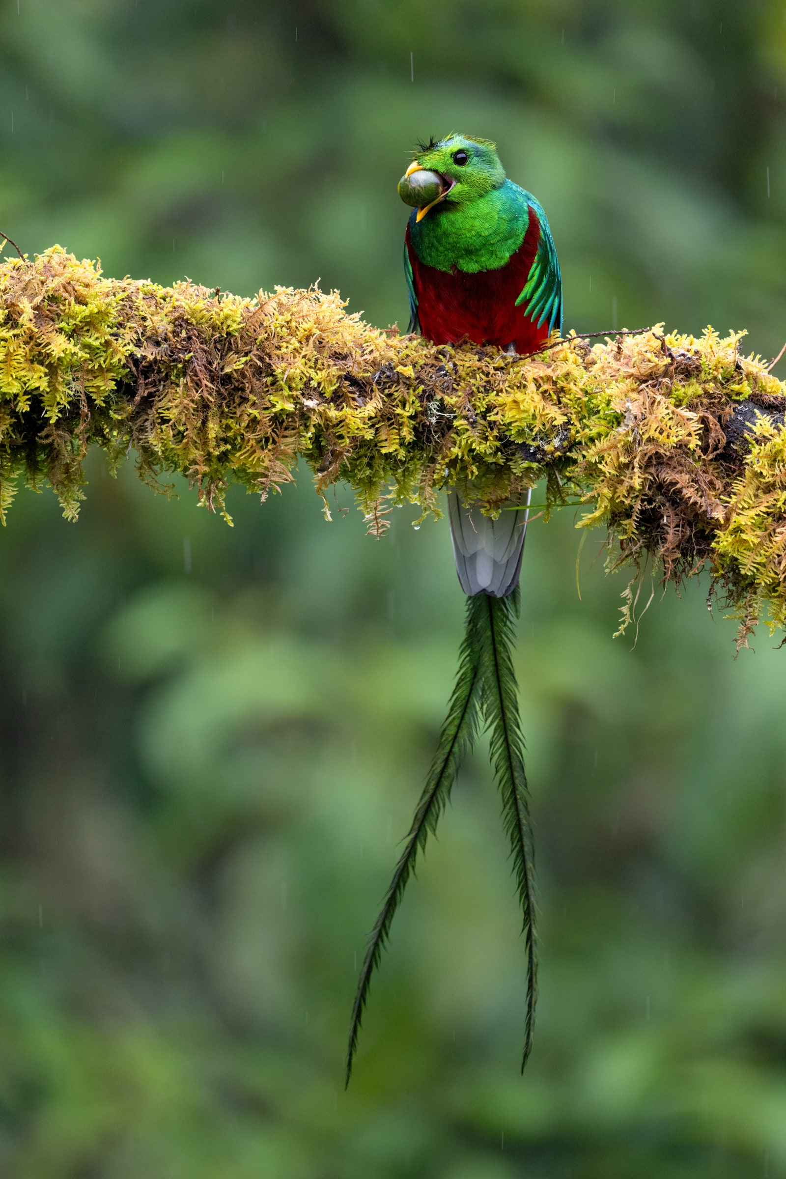 Resplendent Quetzal holding fruit on a mossy branch in Costa Rica