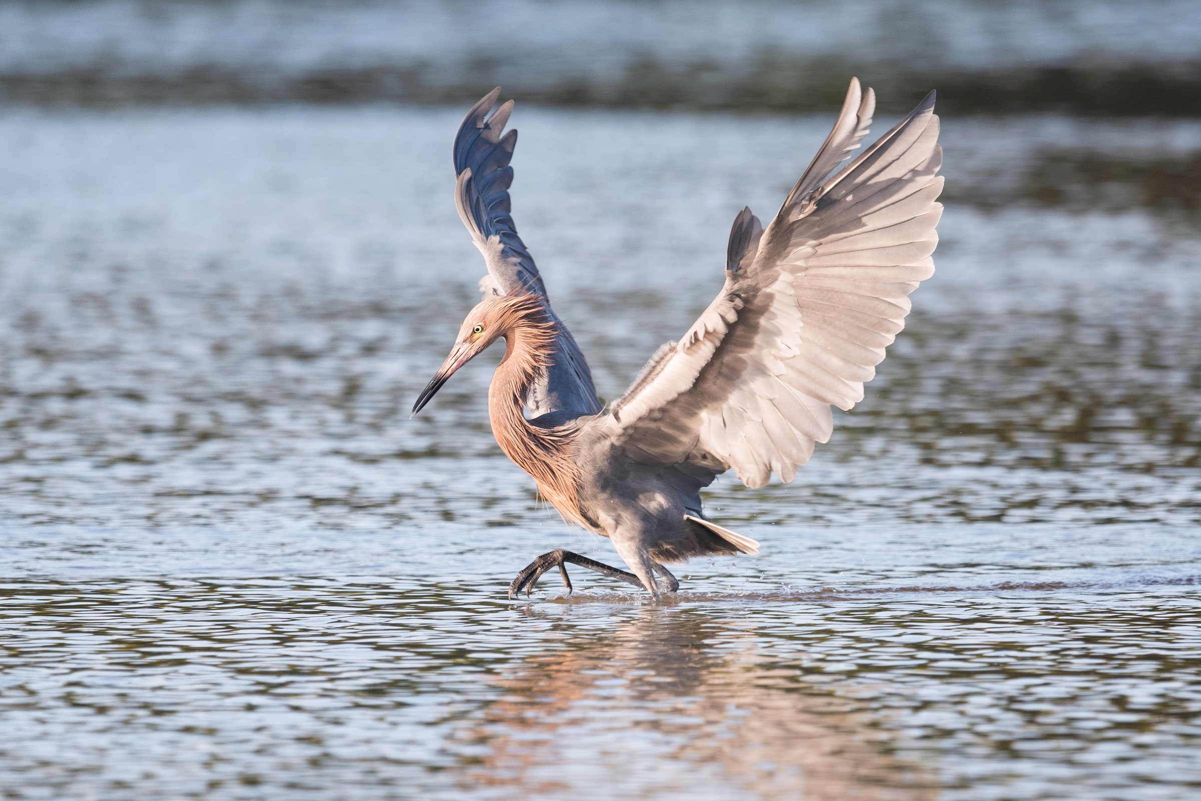 Reddish Egret wading with raised wings in shallow water in Florida