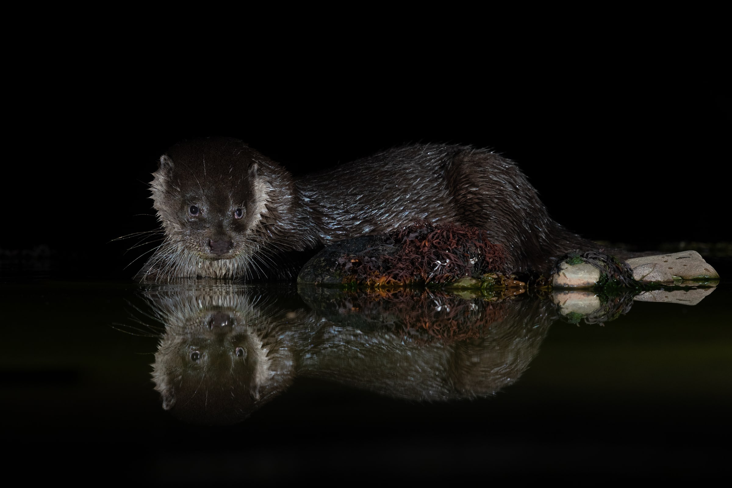 Eurasian Otter at the water surface with its reflection in the United Kingdom