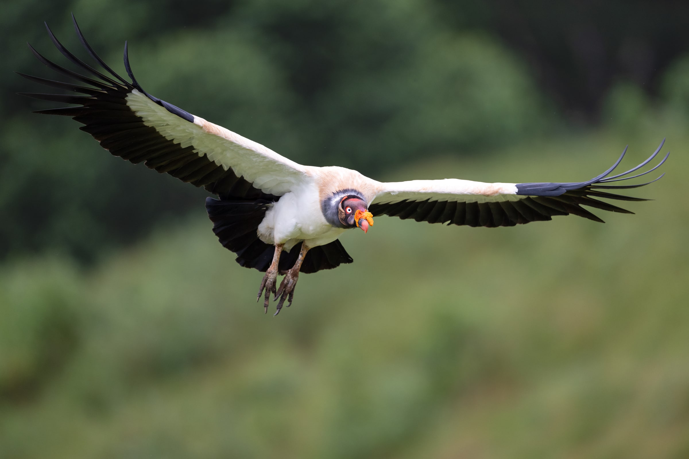 King Vulture flying in Costa Rica