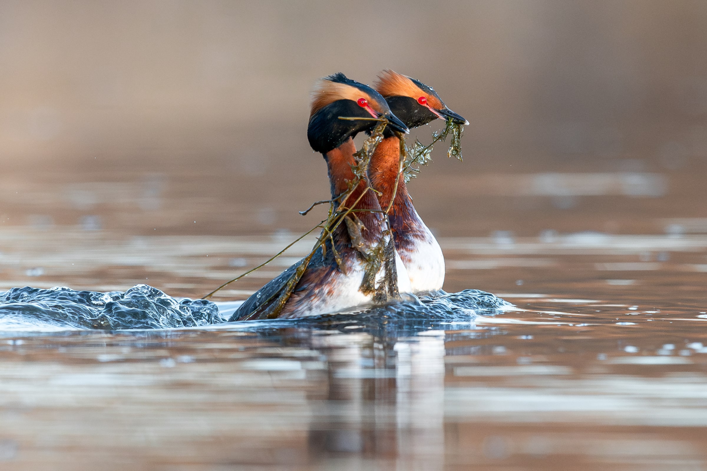 Two Horned Grebes displaying with aquatic plants on water in Iceland