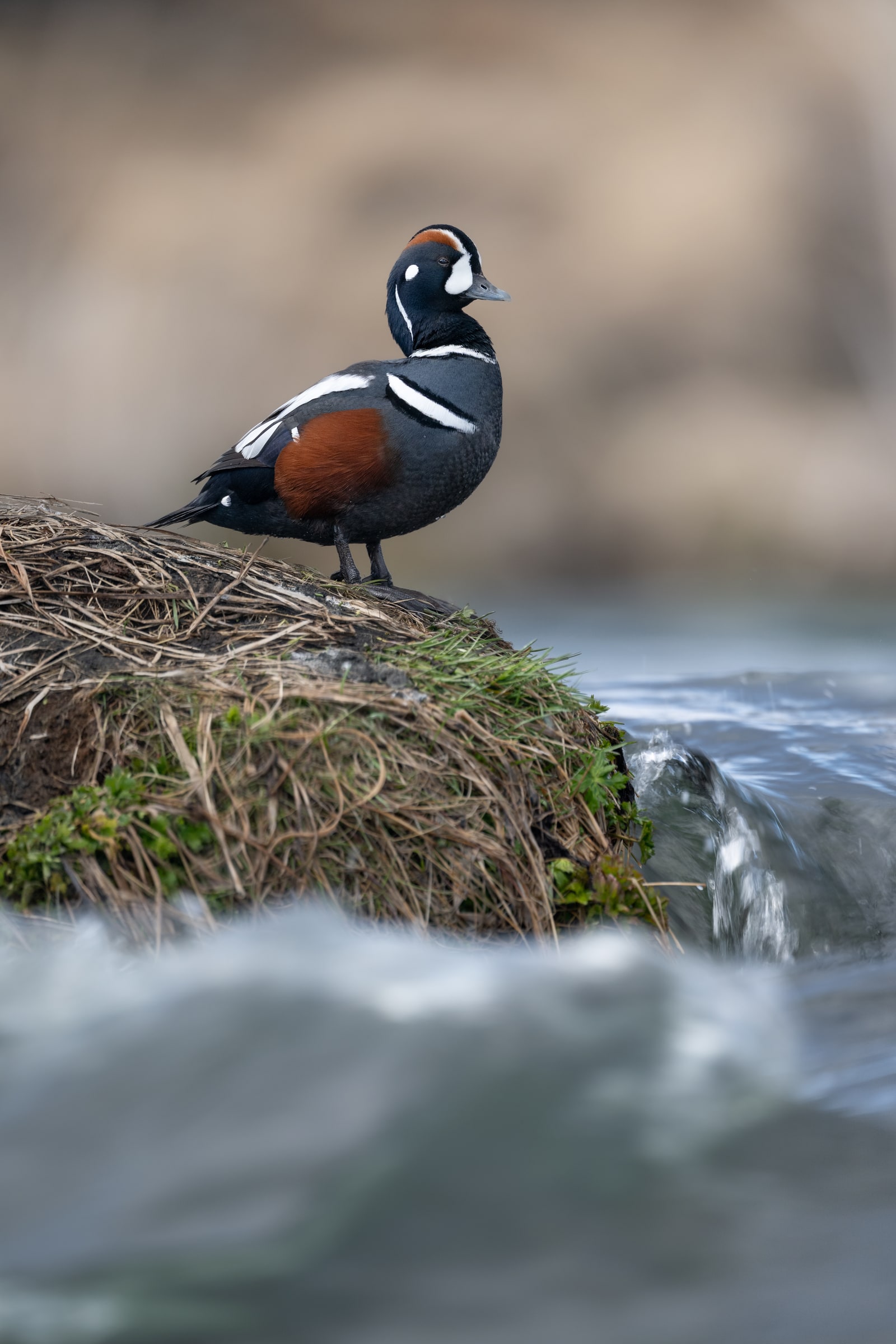 Harlequin Duck standing on a mossy bank above flowing water in Iceland