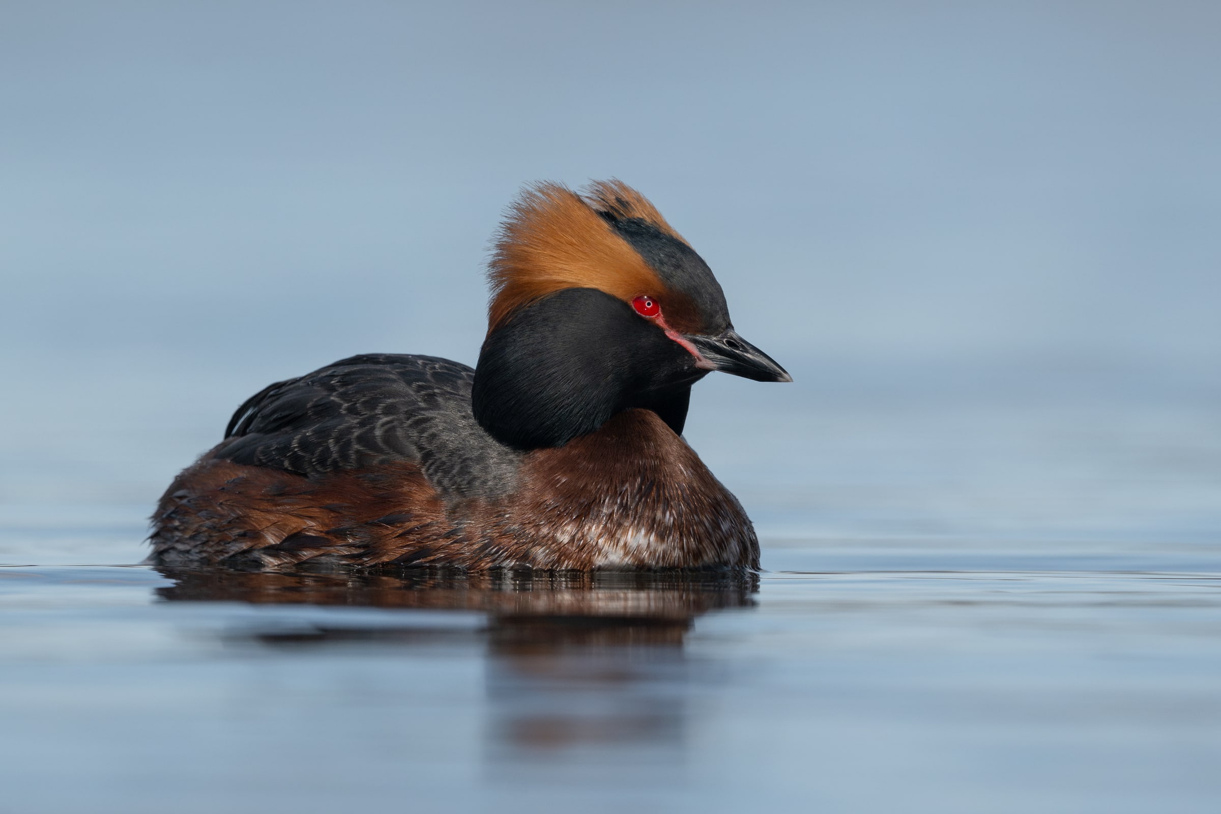 Horned Grebe on calm water in Iceland