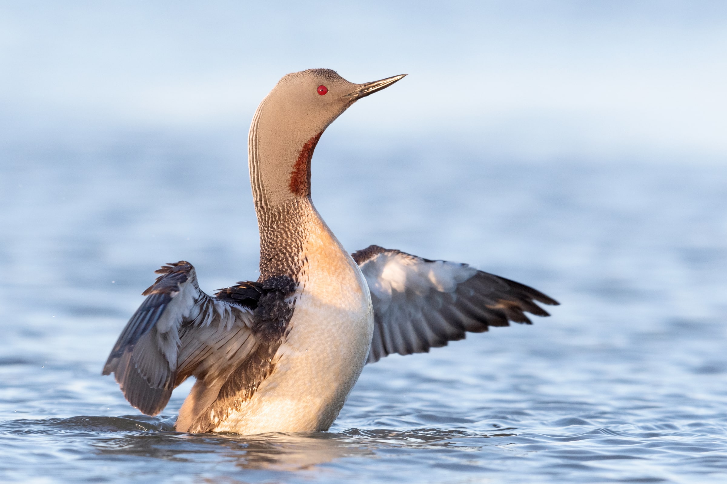 Red-throated Diver raising its wings on water in Iceland
