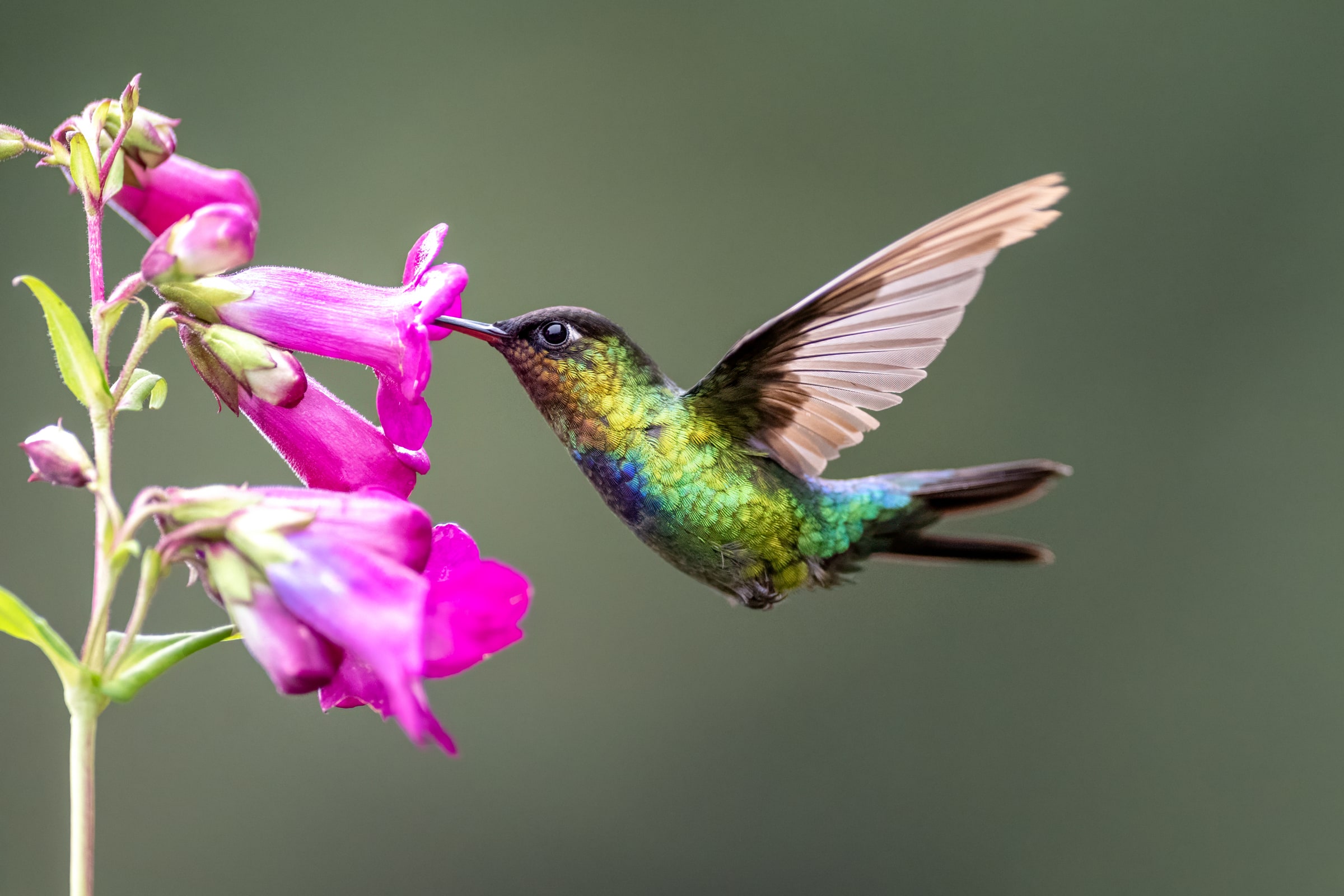 Fiery-throated Hummingbird feeding from a pink flower in Costa Rica