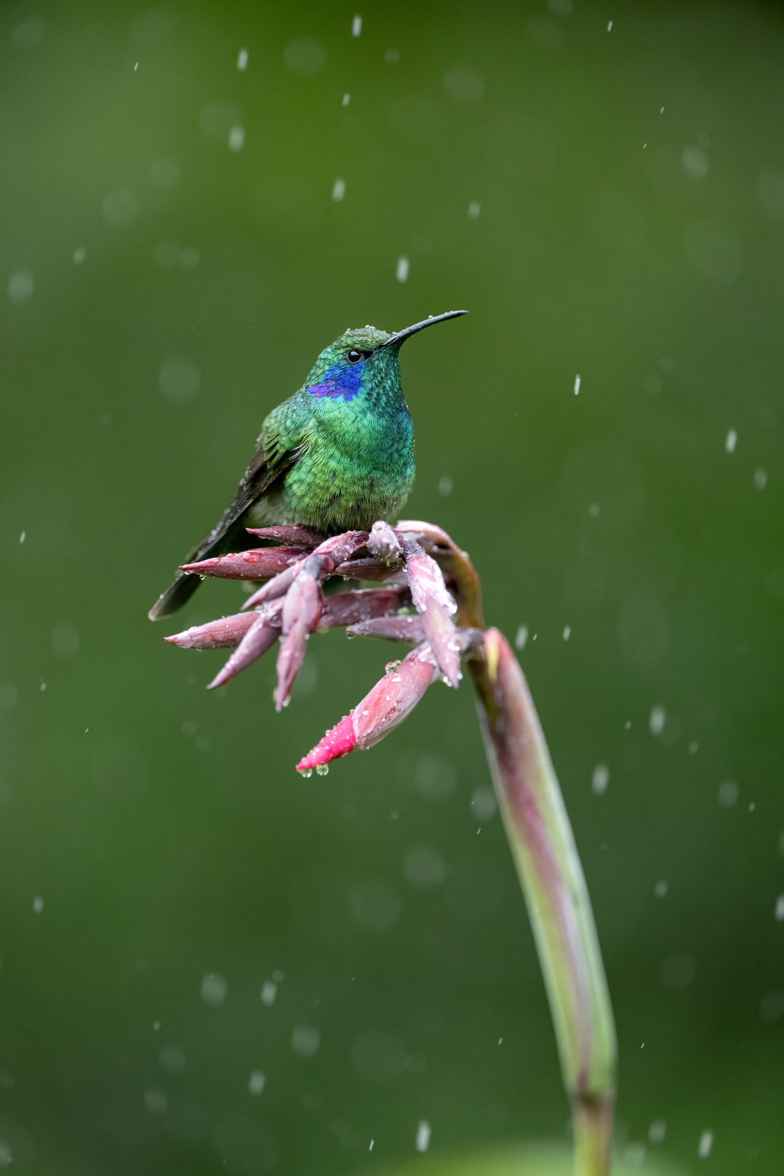 Lesser Violetear perched on a pink flower in rain in Costa Rica