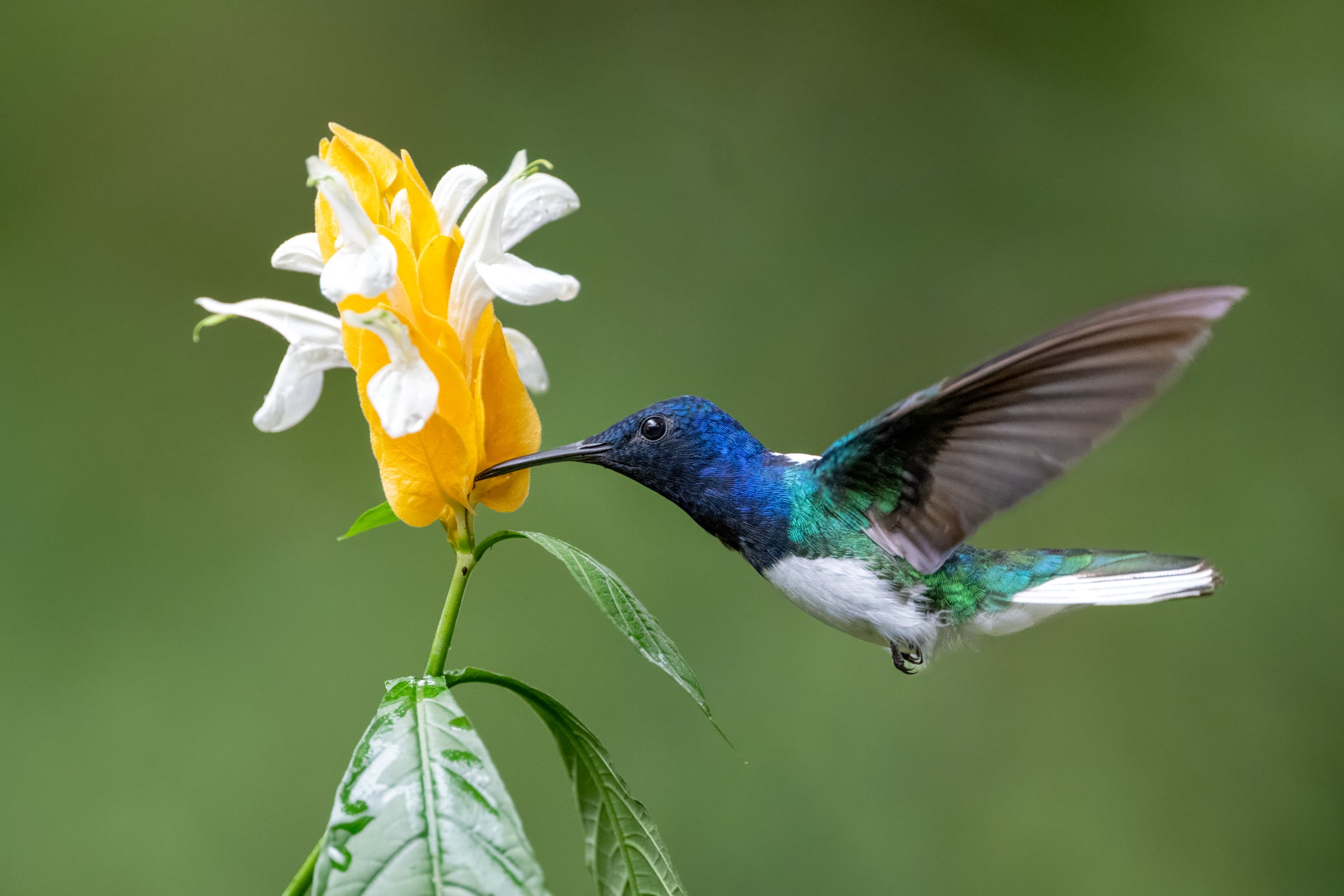 White-necked Jacobin feeding from a yellow flower in Costa Rica